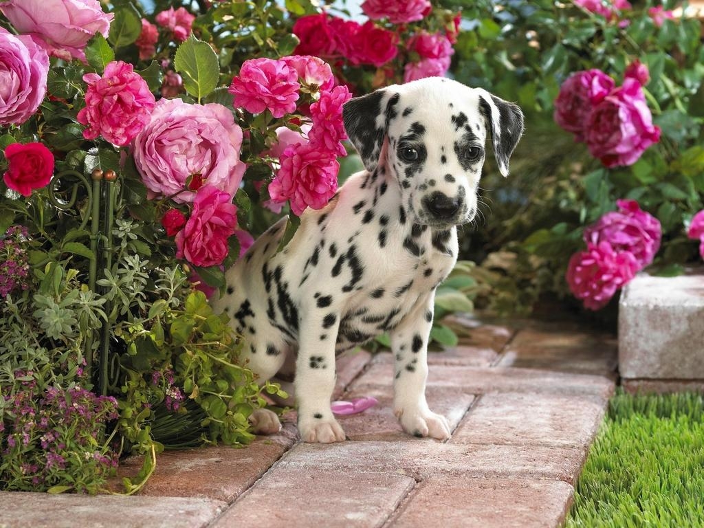 1030x770 Spring Puppies Wallpaper & Background Download, Desktop