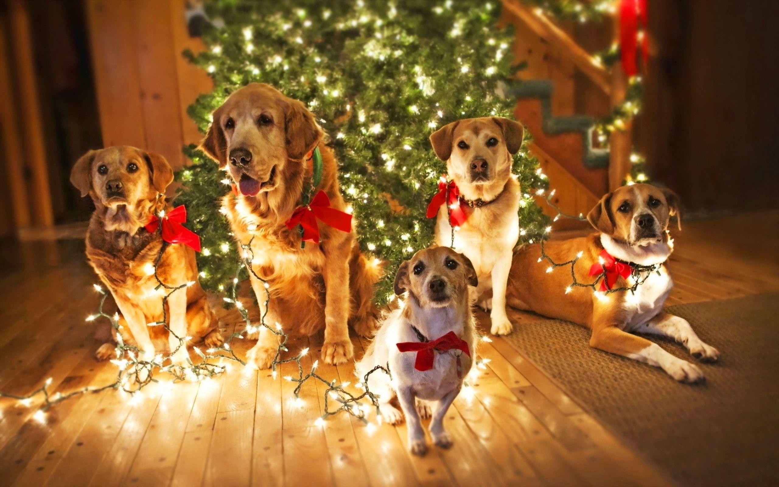 2560x1600 Christmas Animal Wallpaper, Desktop