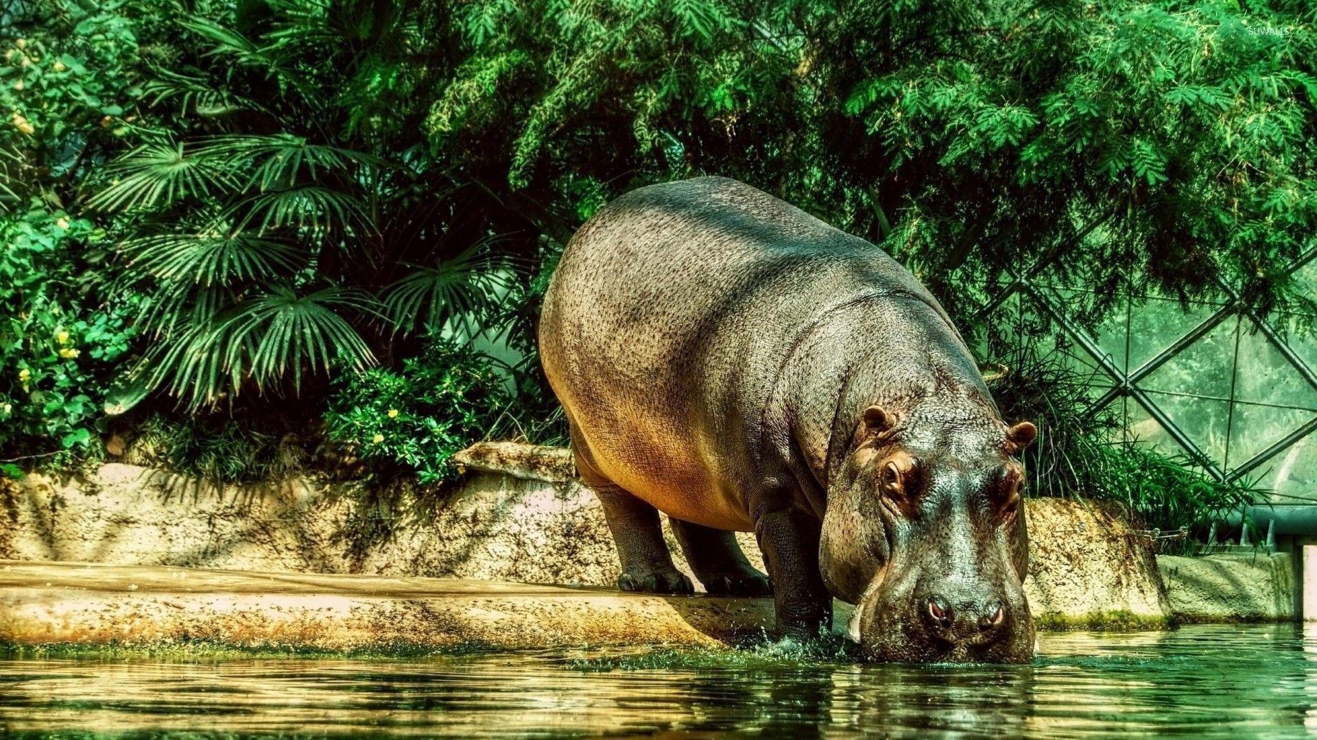 1920x1080 Download Hippo Wallpaper (62), Desktop