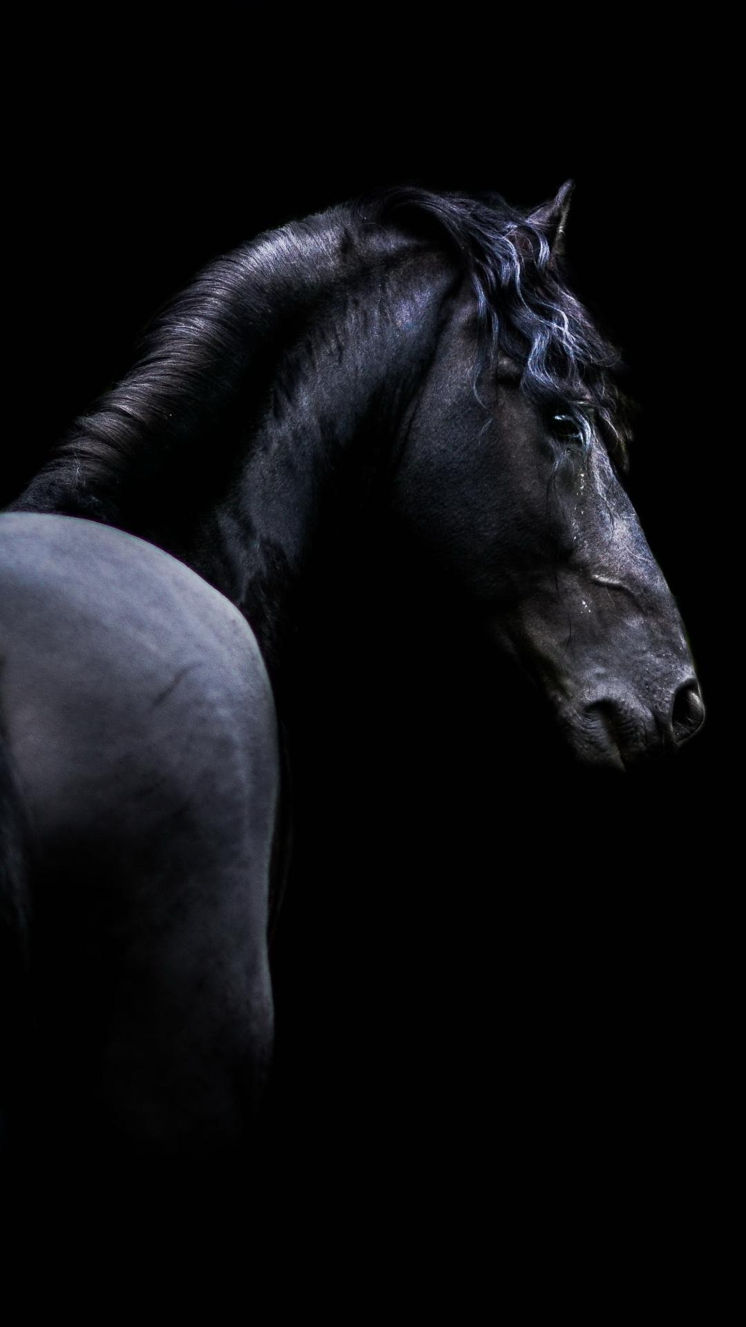 1080x1920 Animal / Horse Mobile Wallpaper Horse Wallpaper, Phone