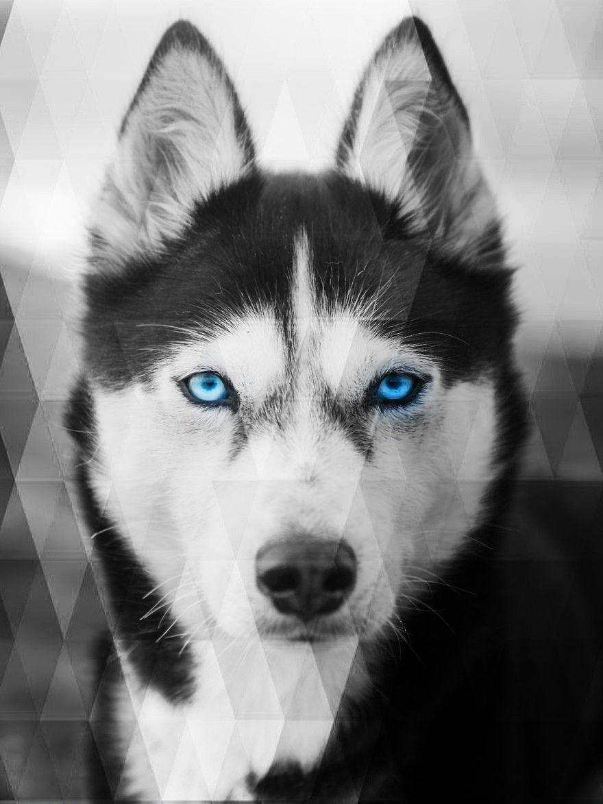 880x1180 Husky Wallpaper Free Husky Background, Phone