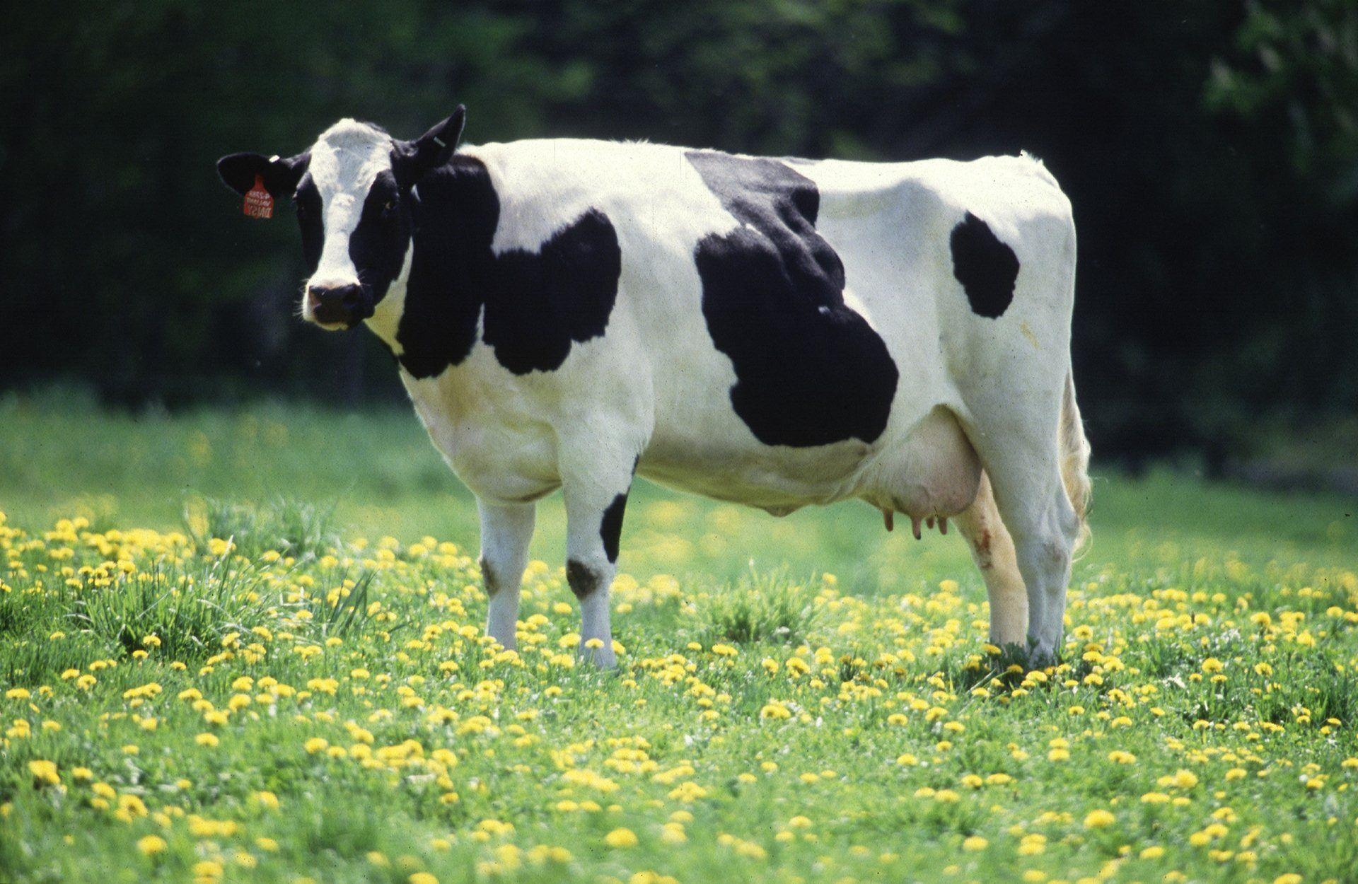 1920x1250 Cow Wallpaper 18 X 1250, Desktop