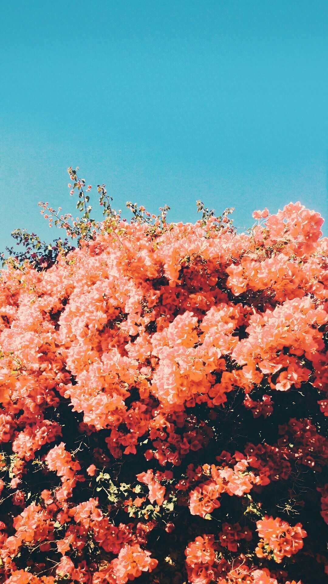 1080x1920 Aesthetic Spring Wallpaper, Phone