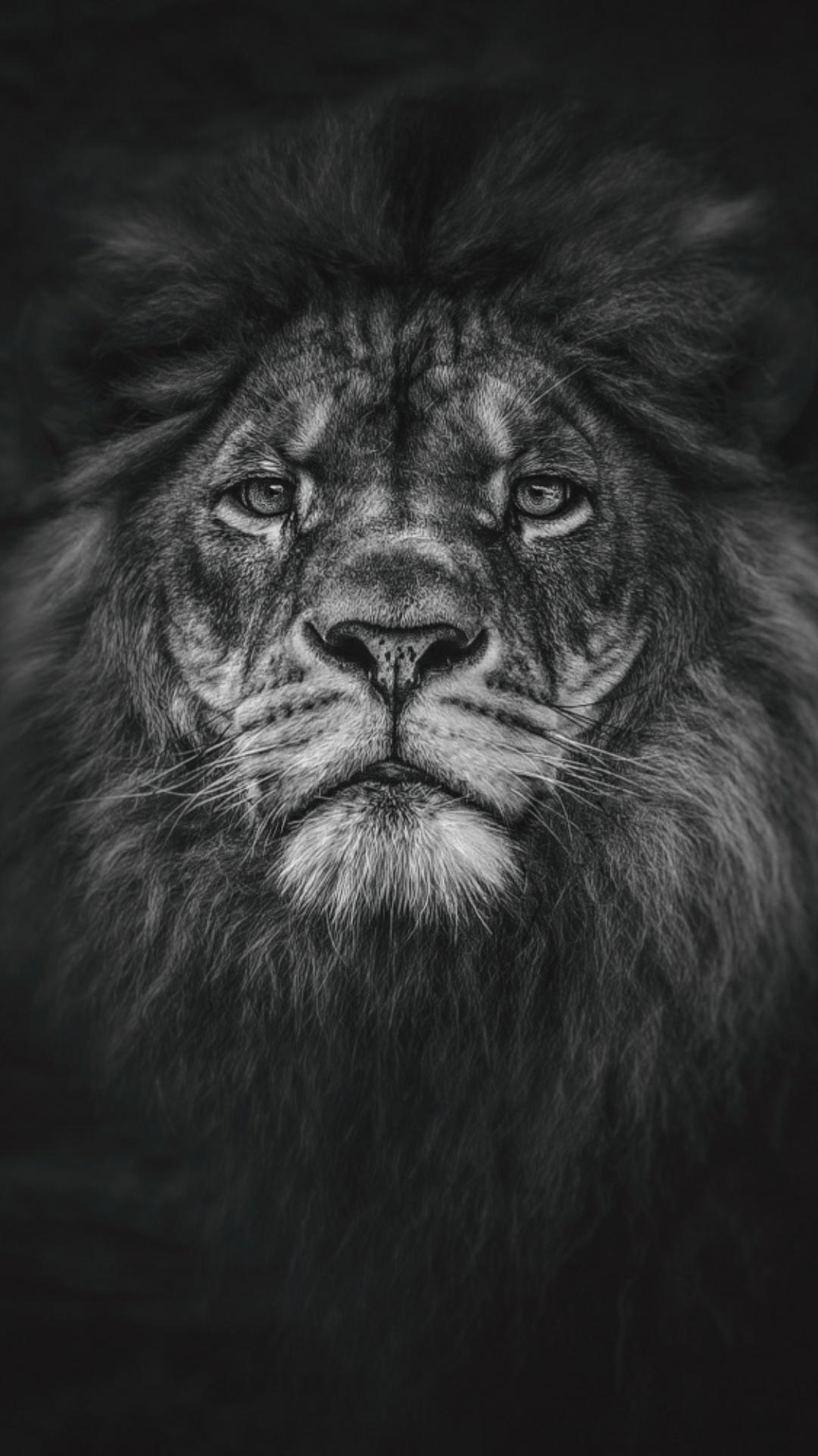 1080x1920 Black Lion Wallpaper HD Resolution Hupages Download, Phone