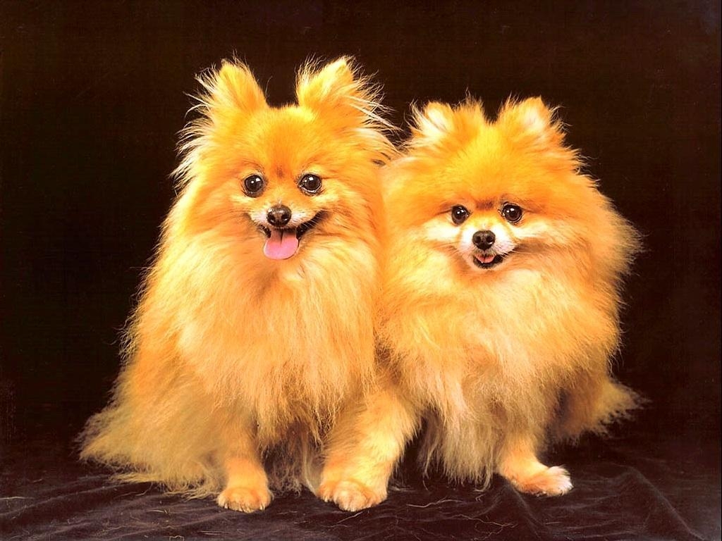 1030x770 Cute Dog Wallpaper, Desktop