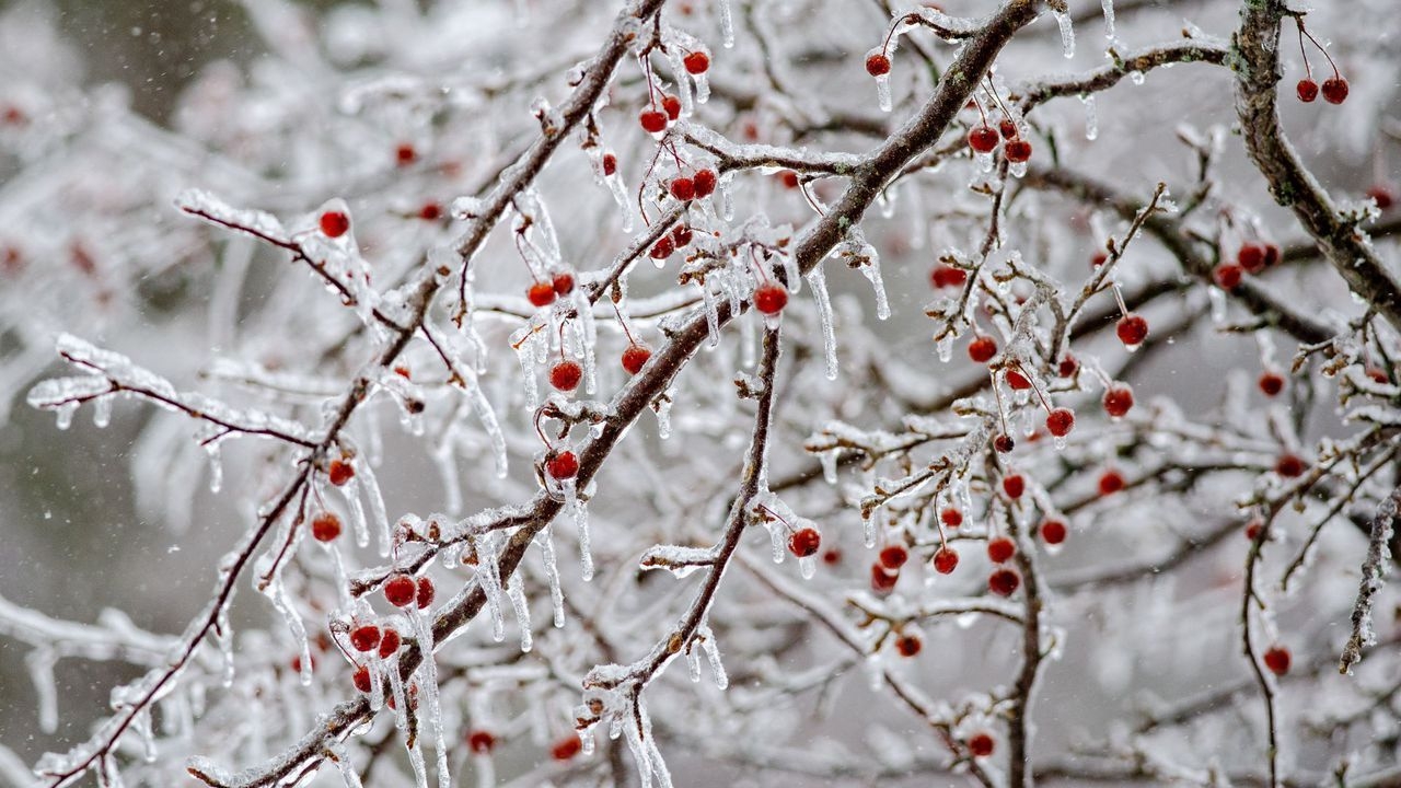 1280x720 Use these free DNR photo scenes to 'Zoom' into a winter wonderland, Desktop