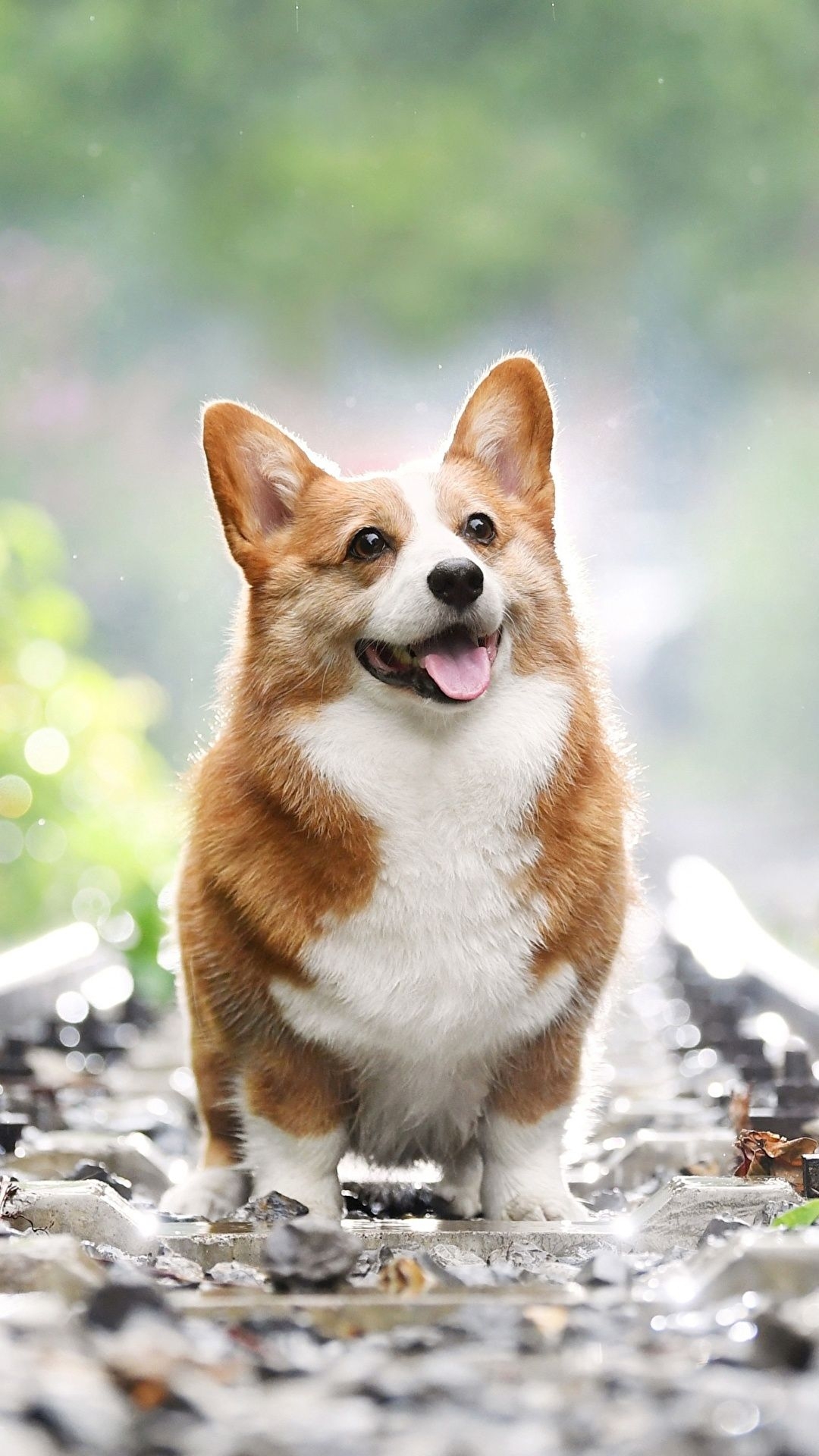 1080x1920 image Welsh Corgi Bokeh Railroads Animals, Phone