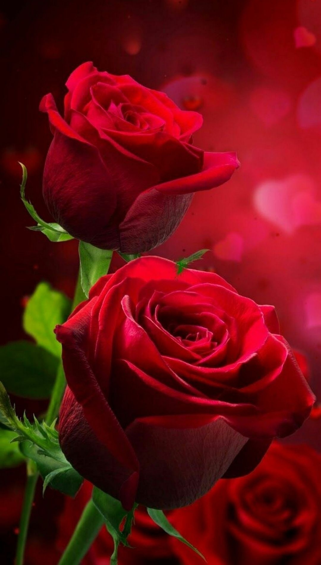 1080x1900 Red Rose Flower iPhone Wallpaper HQ, Phone