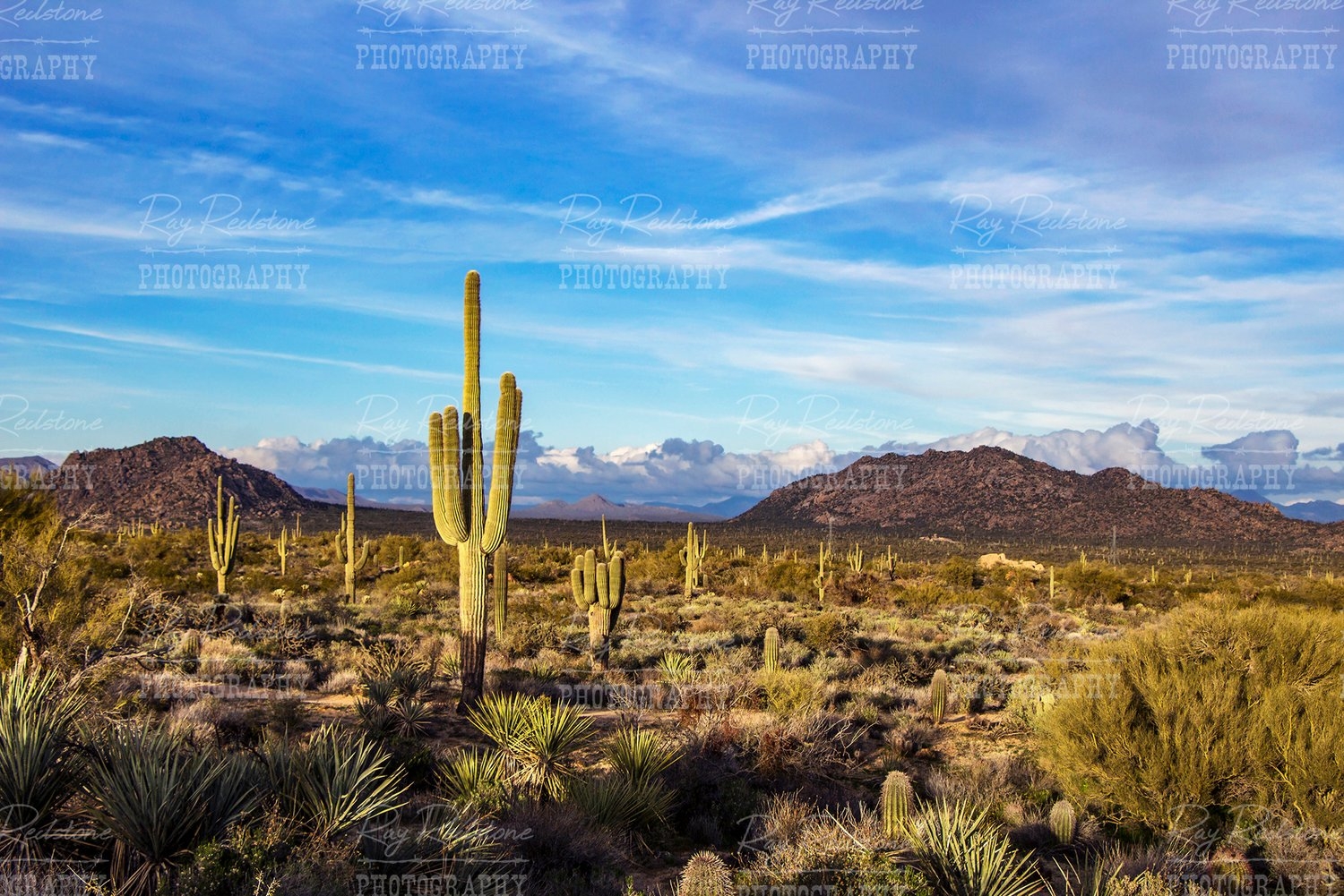 1500x1010 Scottsdale AZ landscape image with cactus and mountains, Desktop