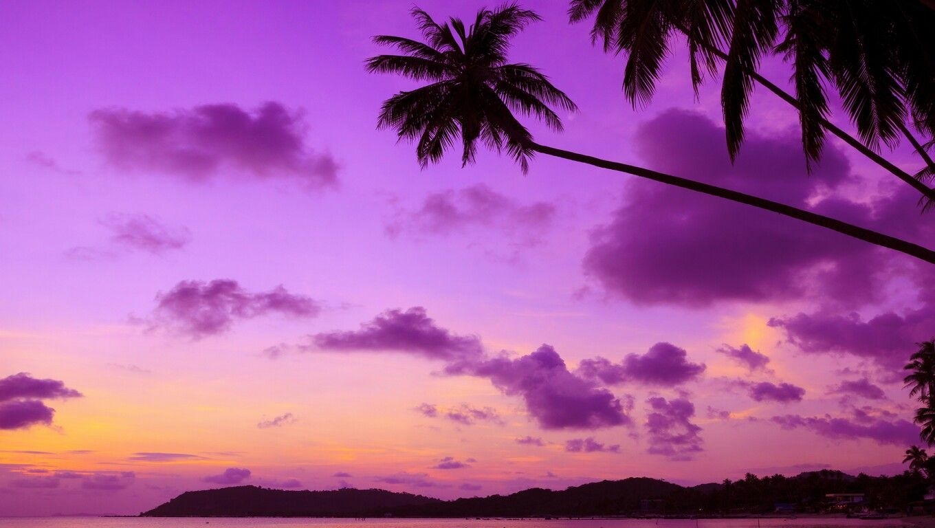 1360x770 Purple Palm Tree Laptop HD HD 4k Wallpaper, Image, Desktop