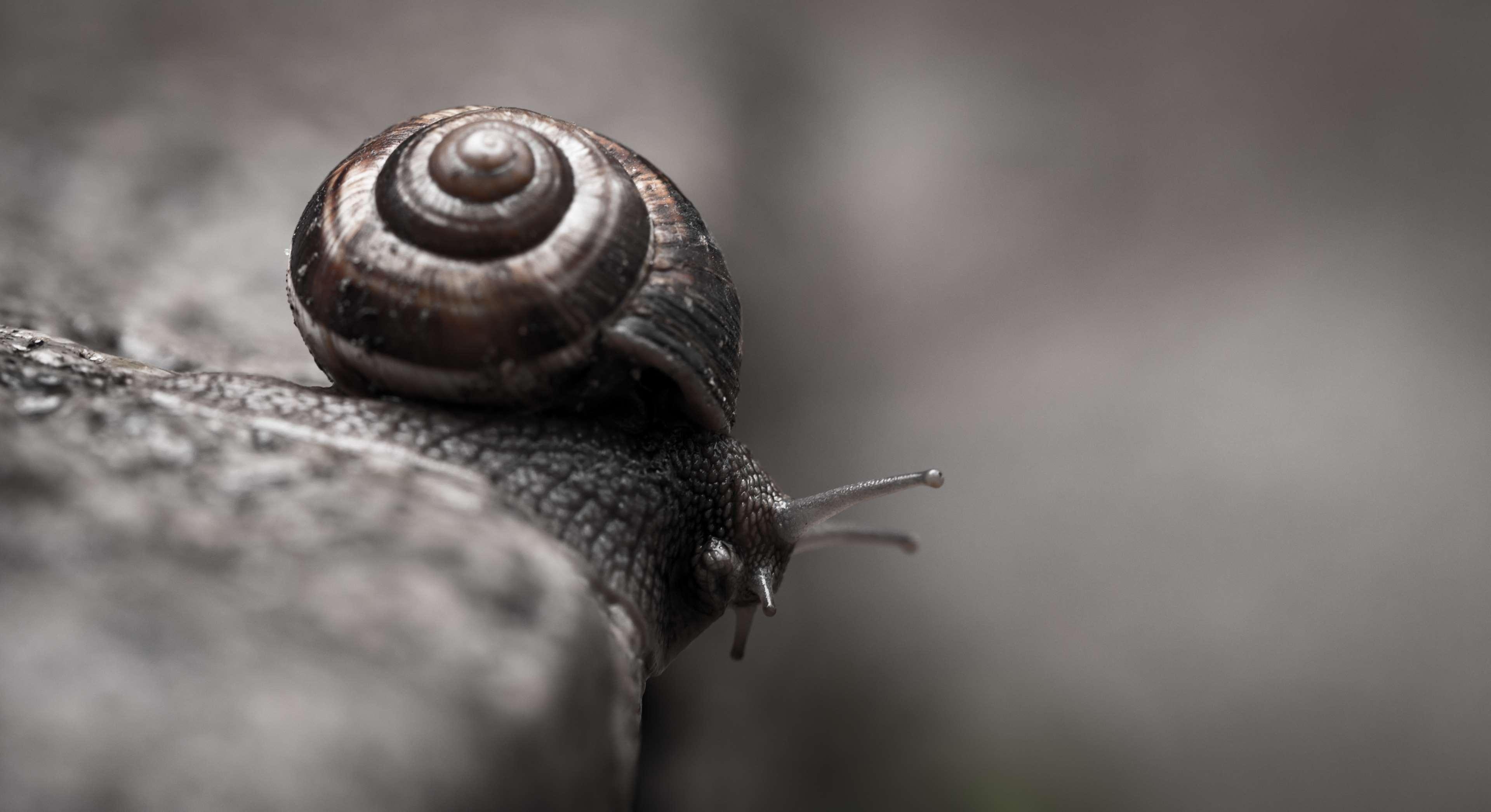 3840x2100 animal, gastropod, little, macro, shell, slime, slimy, slow, Desktop