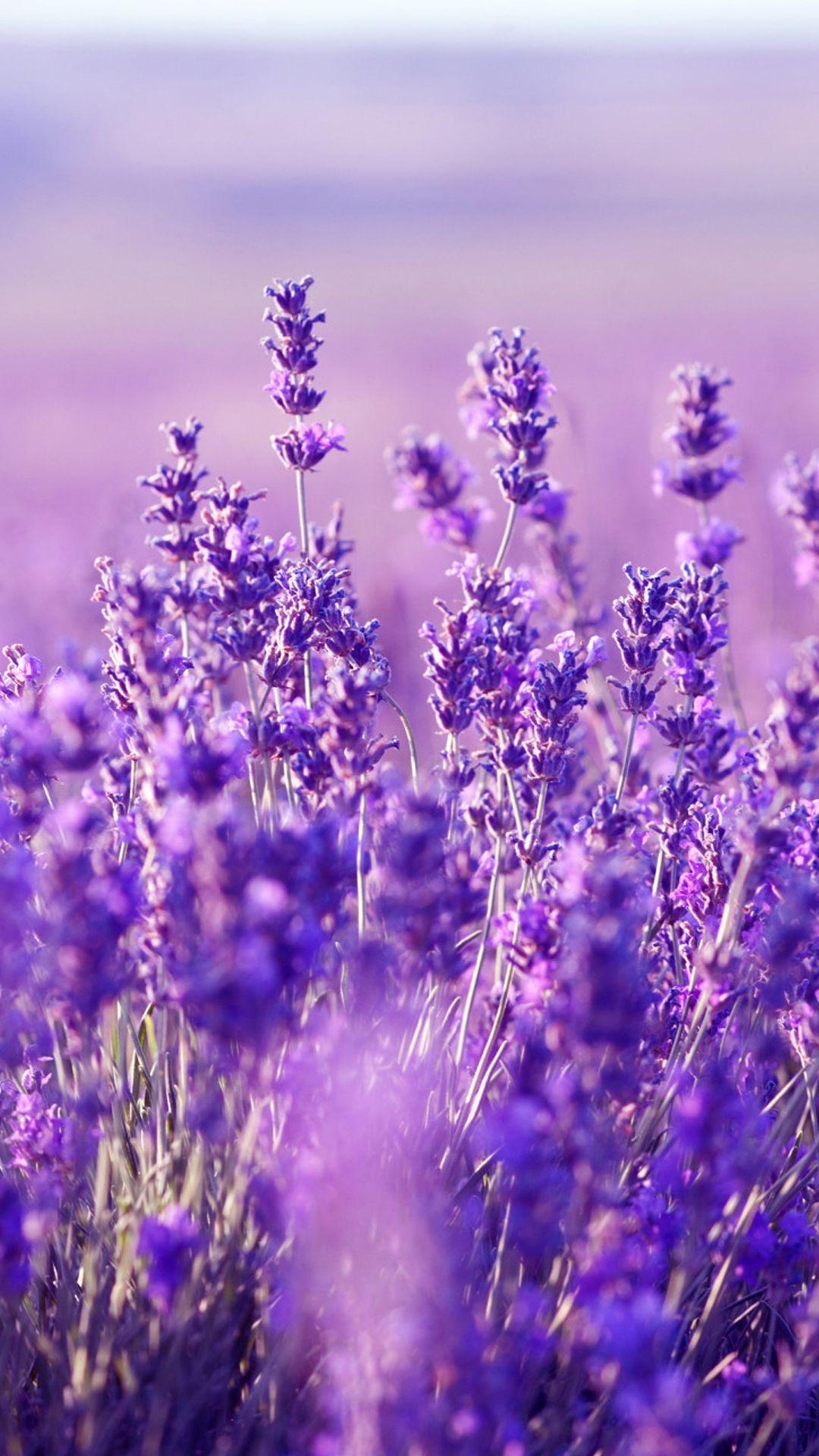 1080x1920 Beautiful Lavender Wallpaper: HD Lavender Mobile Background, Phone