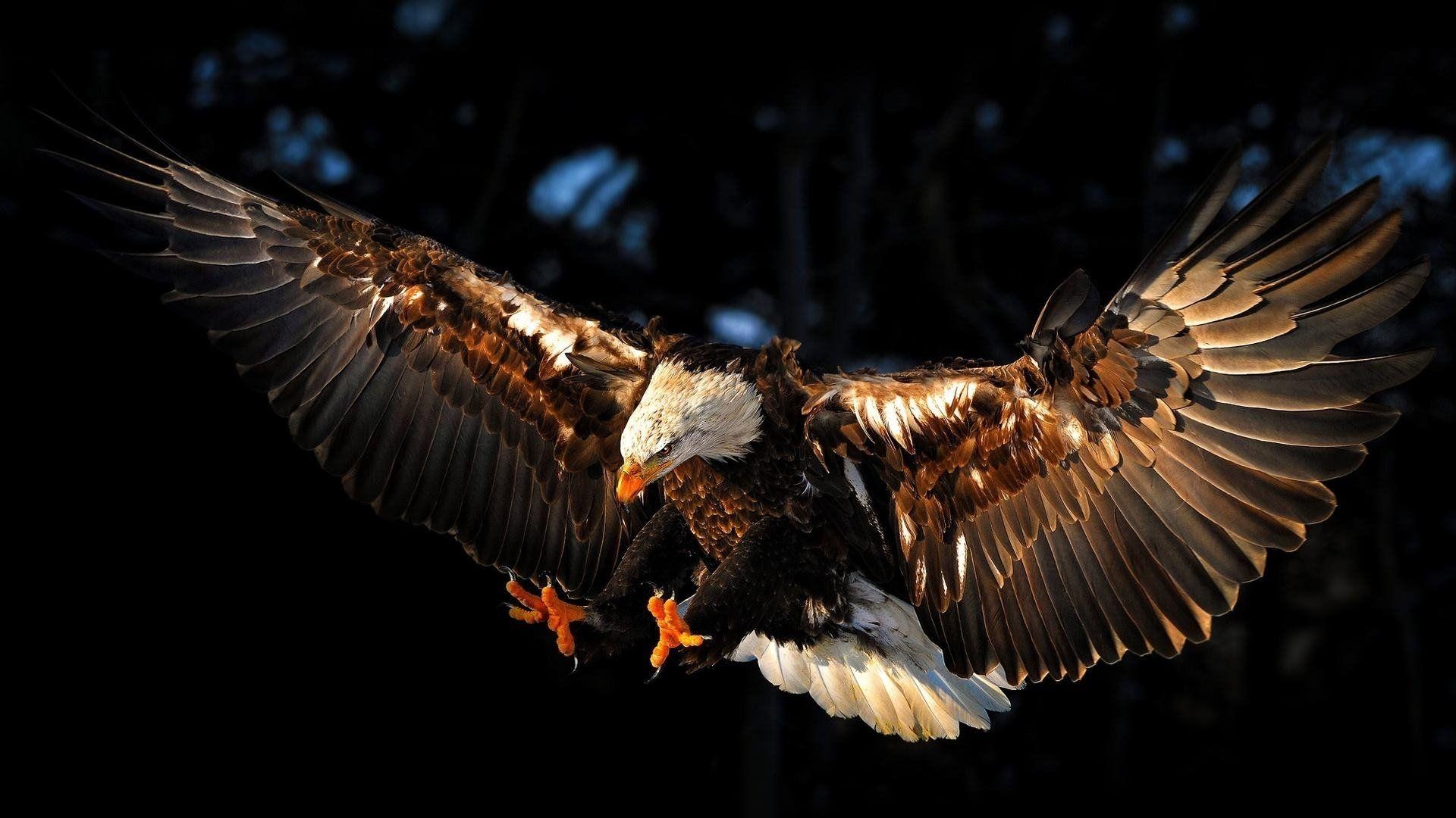 1920x1080 Bald Eagle HD Wallpaper and Background Image, Desktop