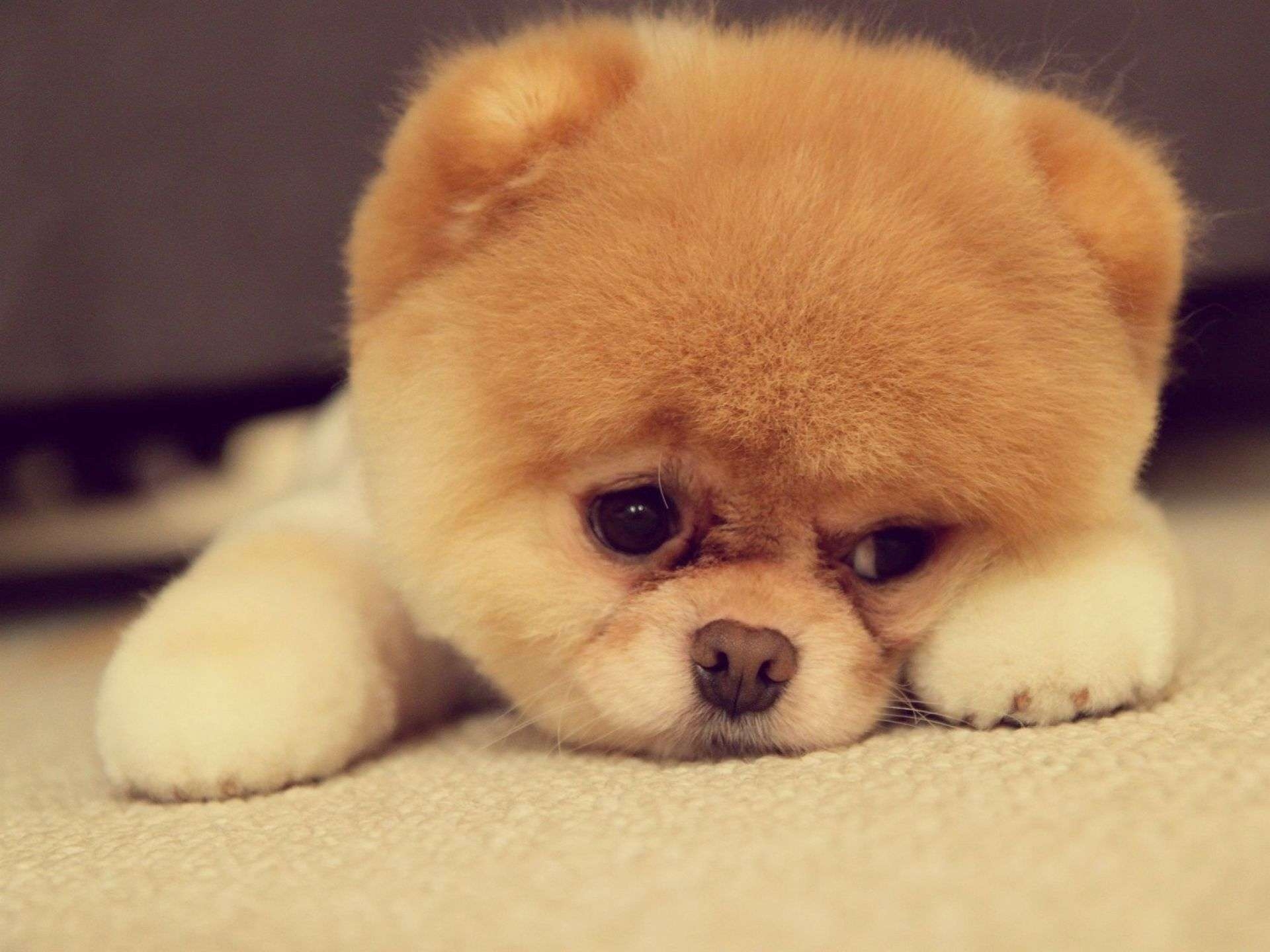 1920x1440 Sad Puppy Face Wallpaper HD Widescreen. HD Wallpaper Source, Desktop