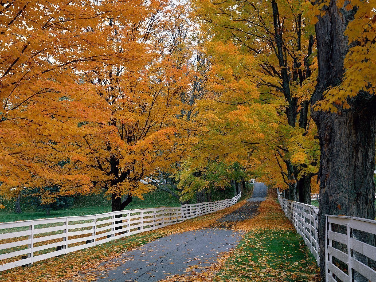 1600x1200 Forest: Autumn Hampshire Backroad Scenic New Fence Forest Wallpaper, Desktop