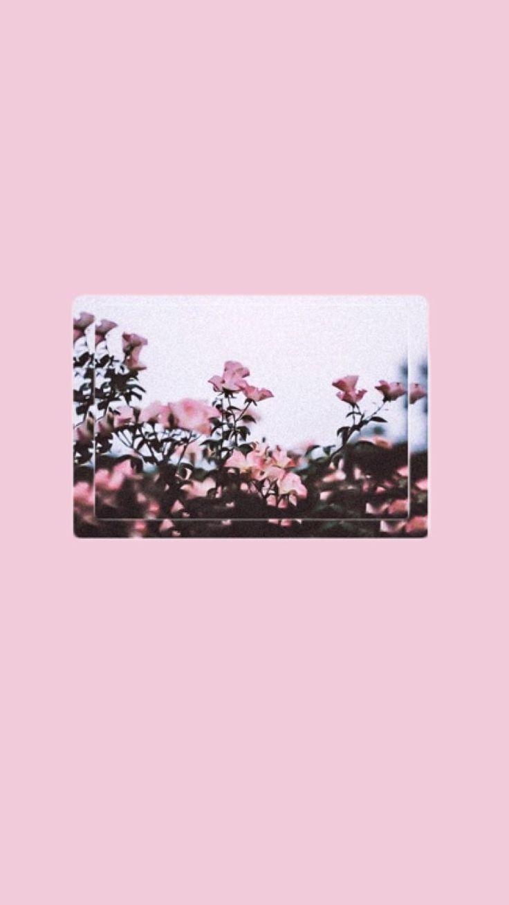 740x1310 Pink Aesthetic Wallpaper Tumblr Quotes Free Wallpaper & Background, Phone