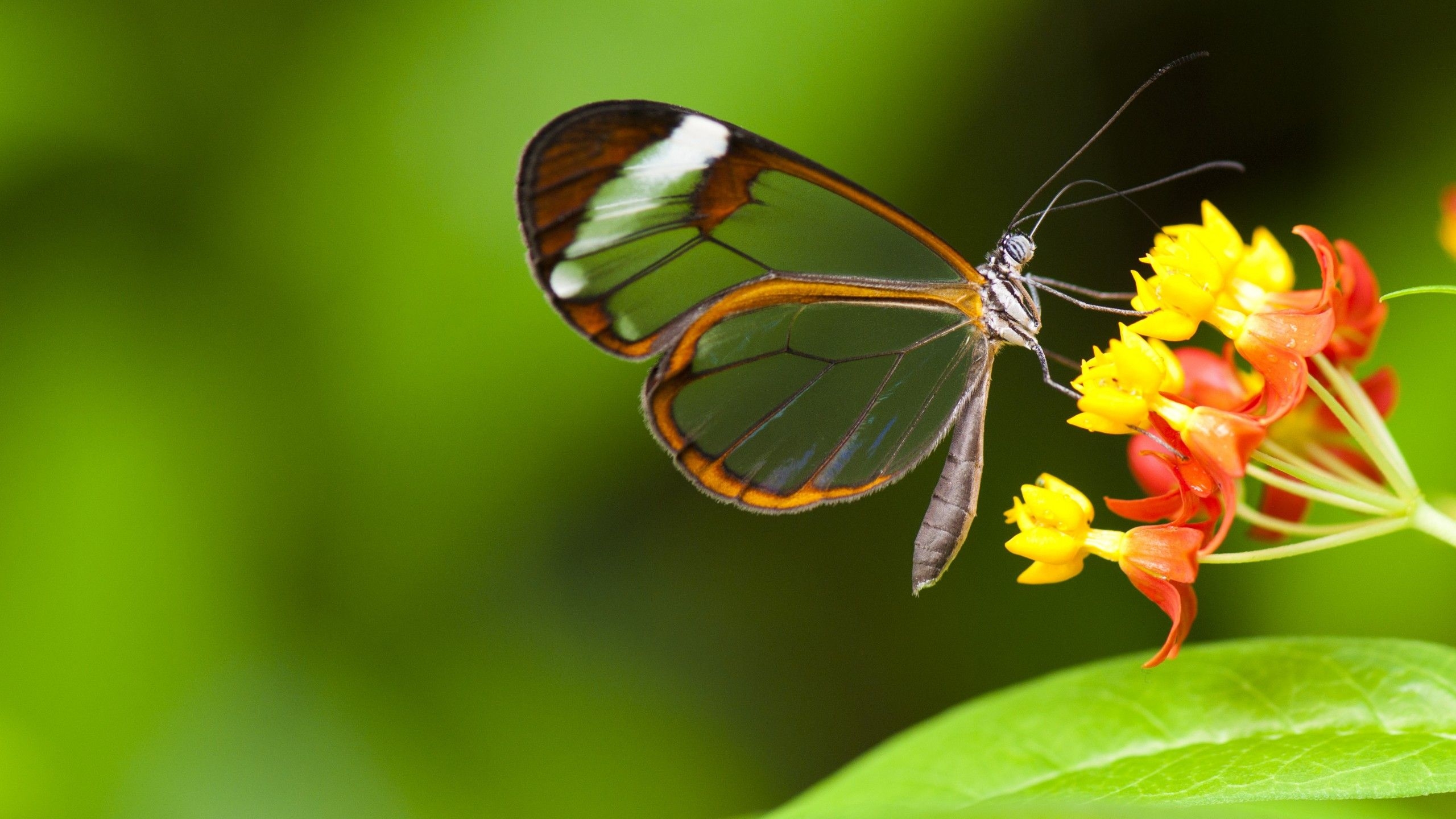 2560x1440 Wallpaper Butterfly, 5k, 4k wallpaper, insects, flowers, green, Glass, nature, garden, OS, Desktop