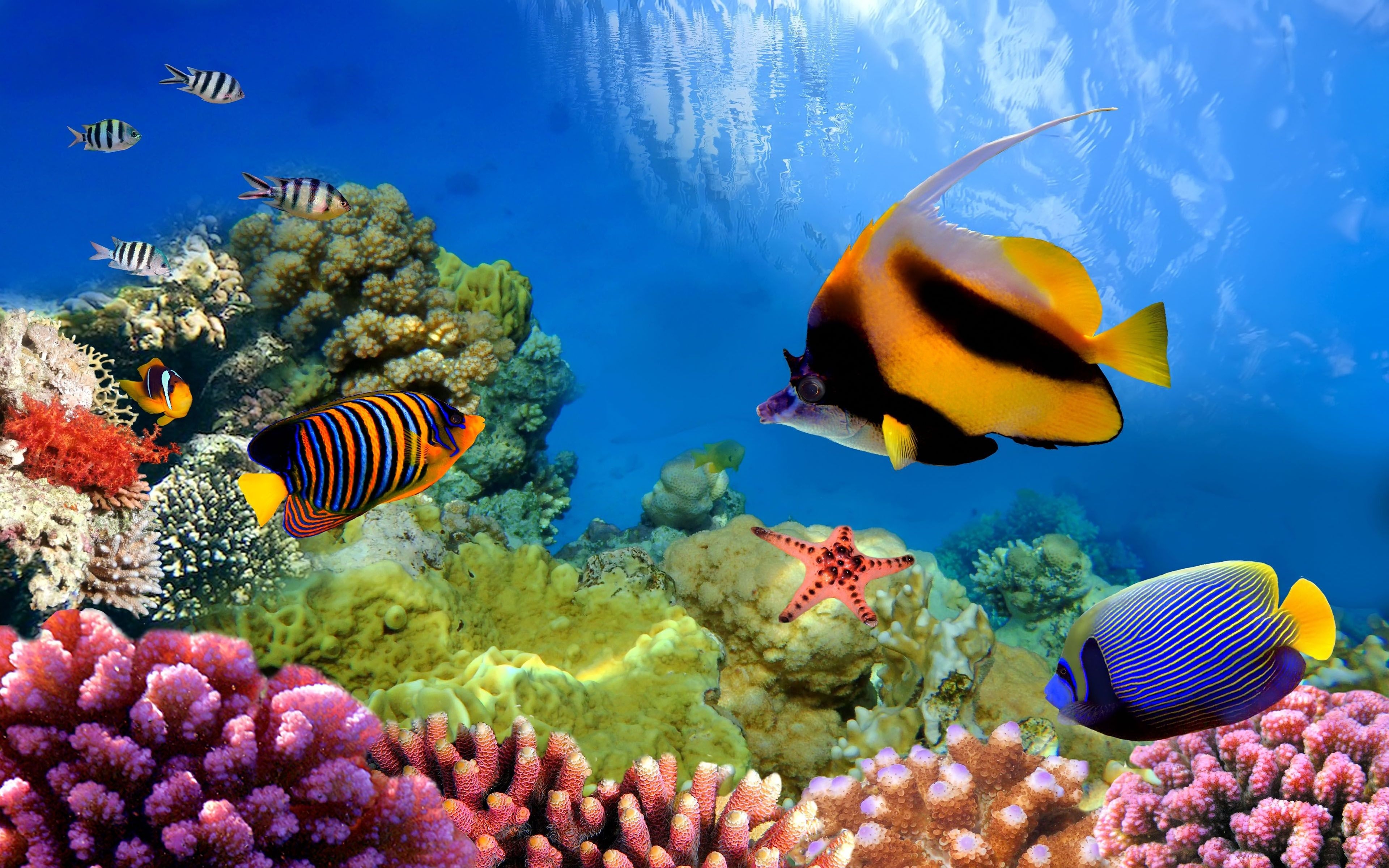 3840x2400 Underwater in the Great Barrier Reef 4k Ultra HD Wallpaper, Desktop