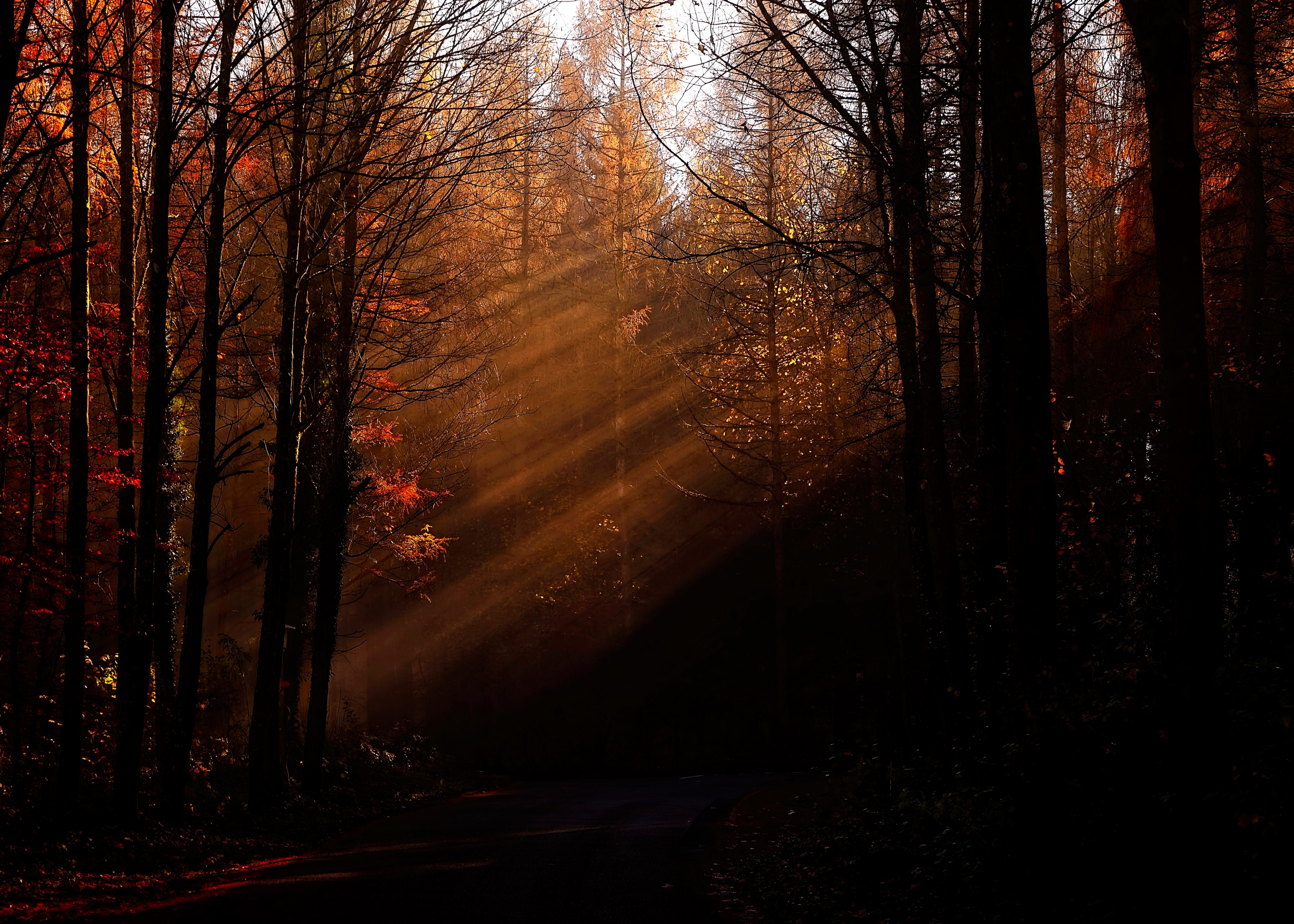 3840x2750 Wallpaper / long sunrays in a dark forest in the autumn, sunrays in an autumn forest 4k wallpaper, Desktop