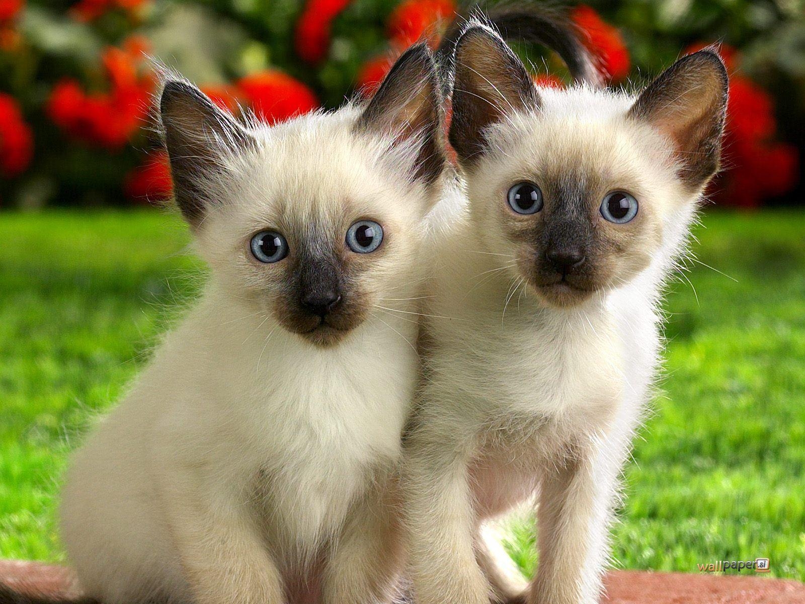 1600x1200 Siamese kittens photo and wallpaper. Beautiful Siamese kittens, Desktop