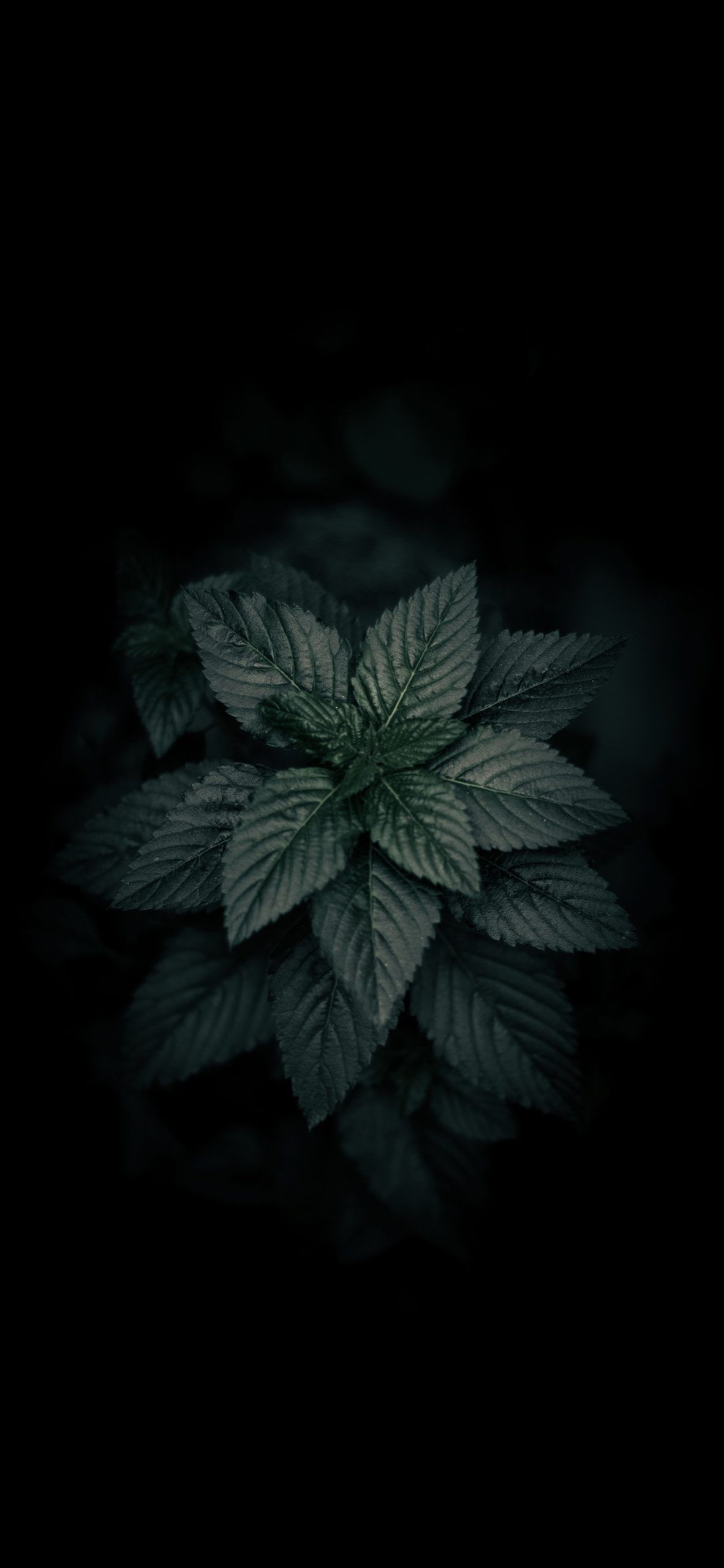 1190x2560 Dark green plant leaves Amoled Wallpaper, Phone