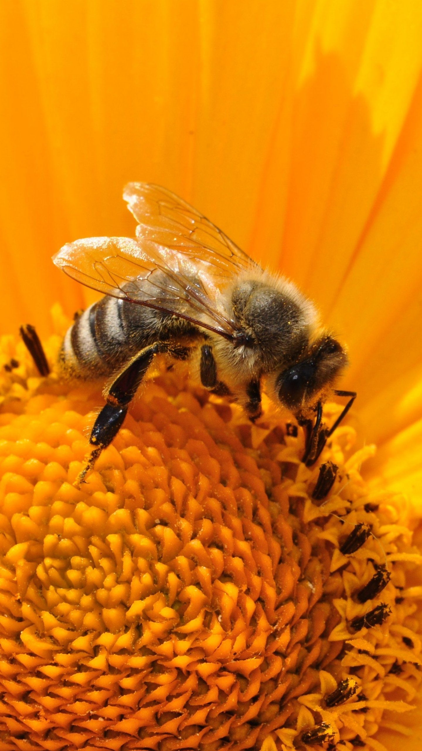 1440x2560 Bee on Sunflower Wallpaper, Phone