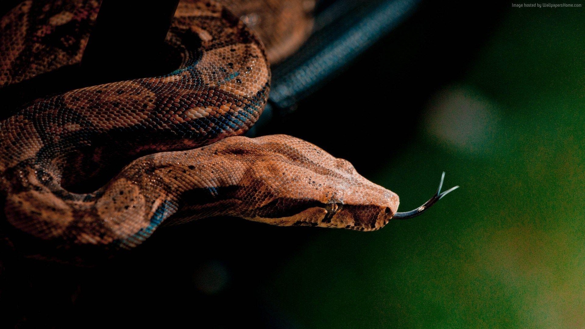 1920x1080 snake wallpaper animals. ololoshenka. Snake wallpaper, Desktop