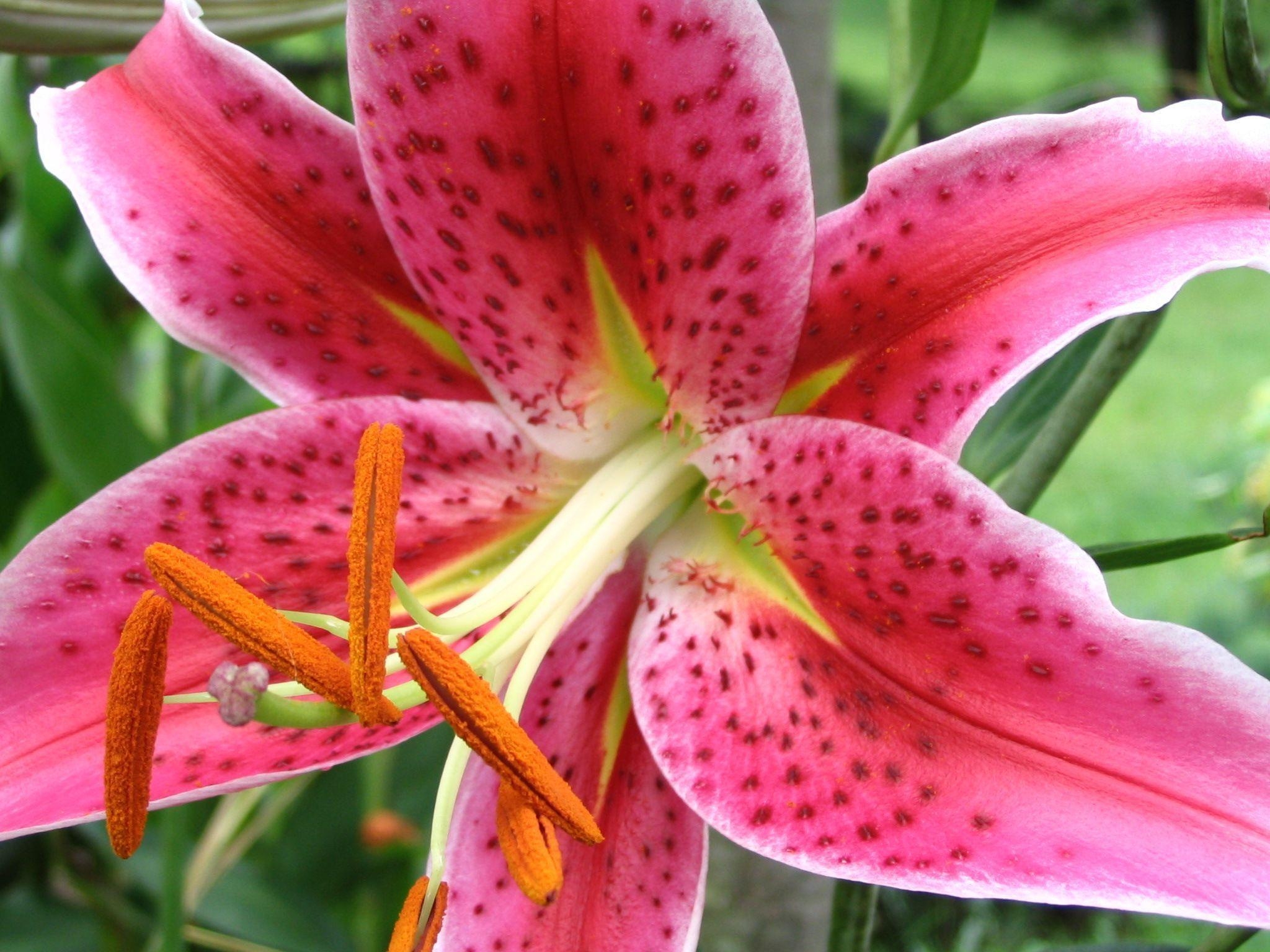 2050x1540 Stargazer Lily HD Wallpaper For Pc. HD Wallpaper , Picture, image, Desktop