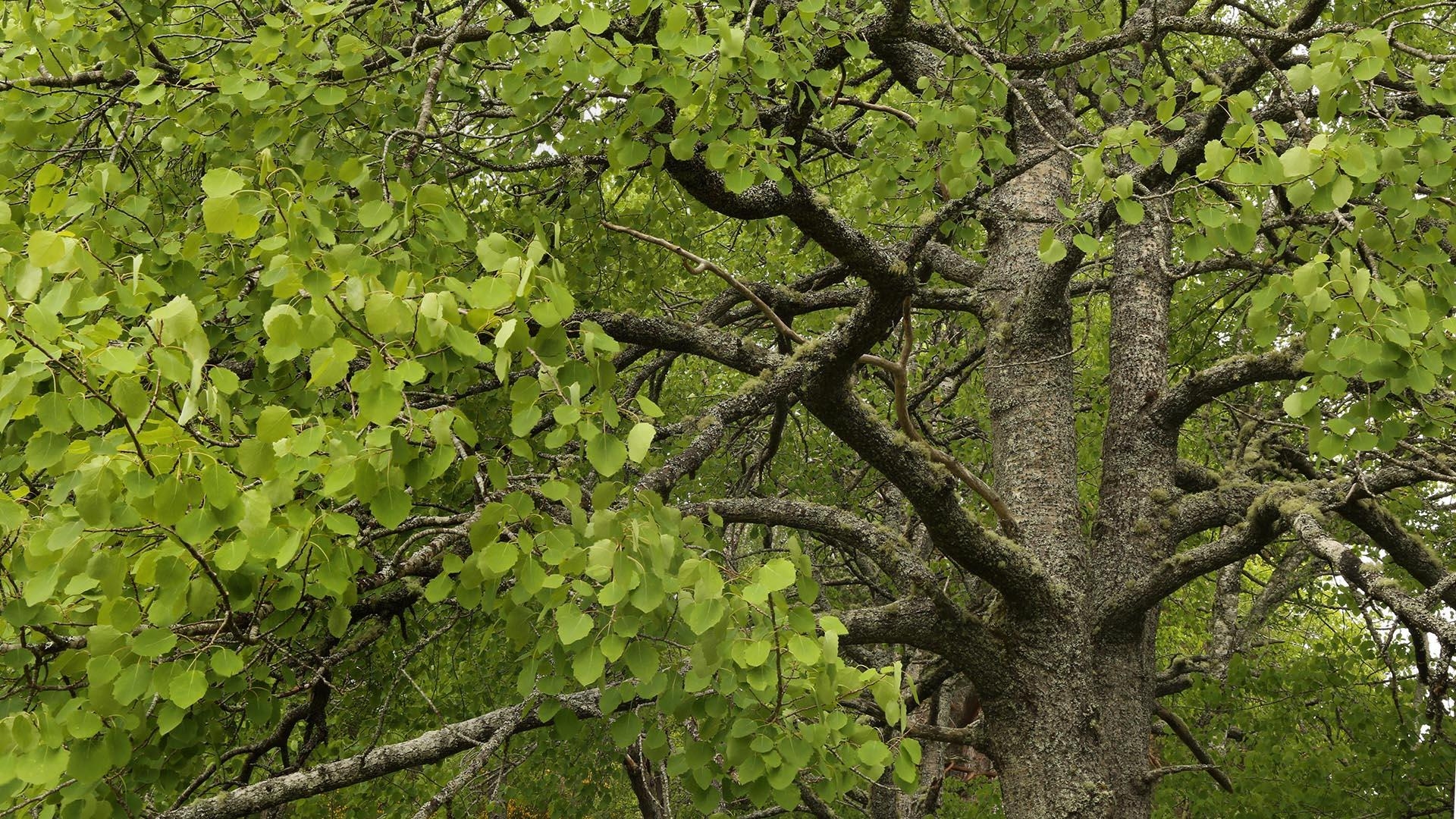 1920x1080 Aspen mythology and folklore. Trees for Life, Desktop