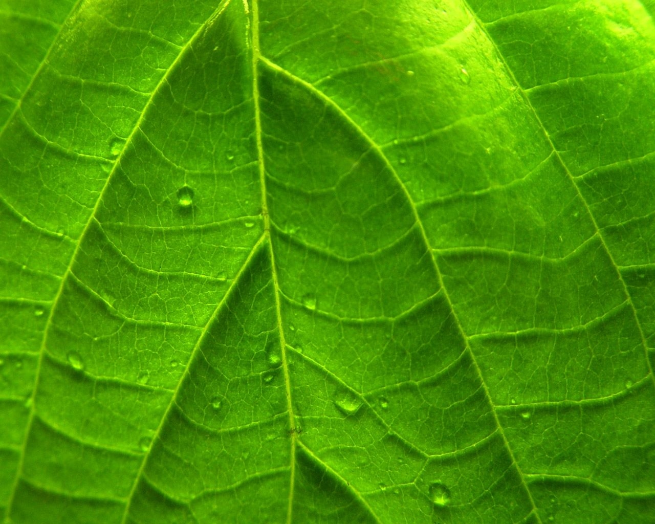 1280x1030 Green Vivid Leaf Windows 7 Plant Desktop Wallpaper. Plant, Desktop