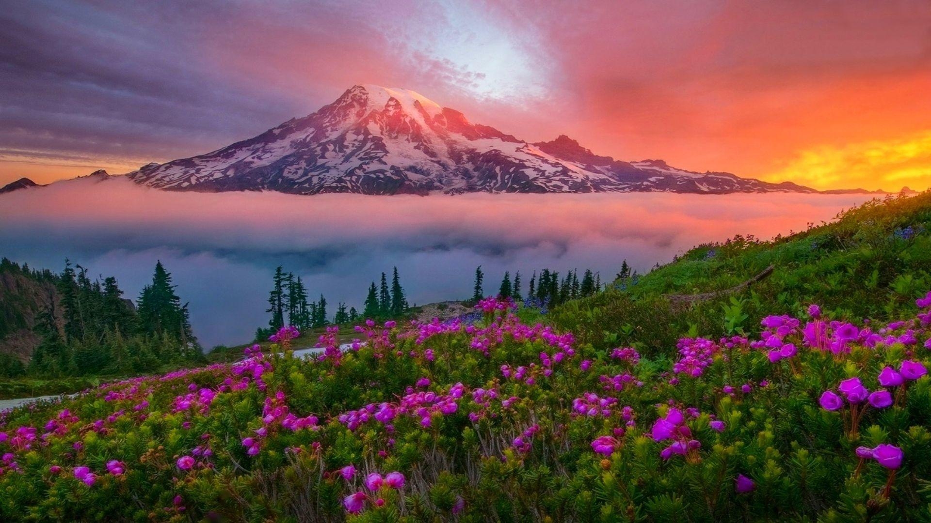 1920x1080 Mountain Landscape Spring Sunset Snowy Mountain Meadow Flowers, Desktop