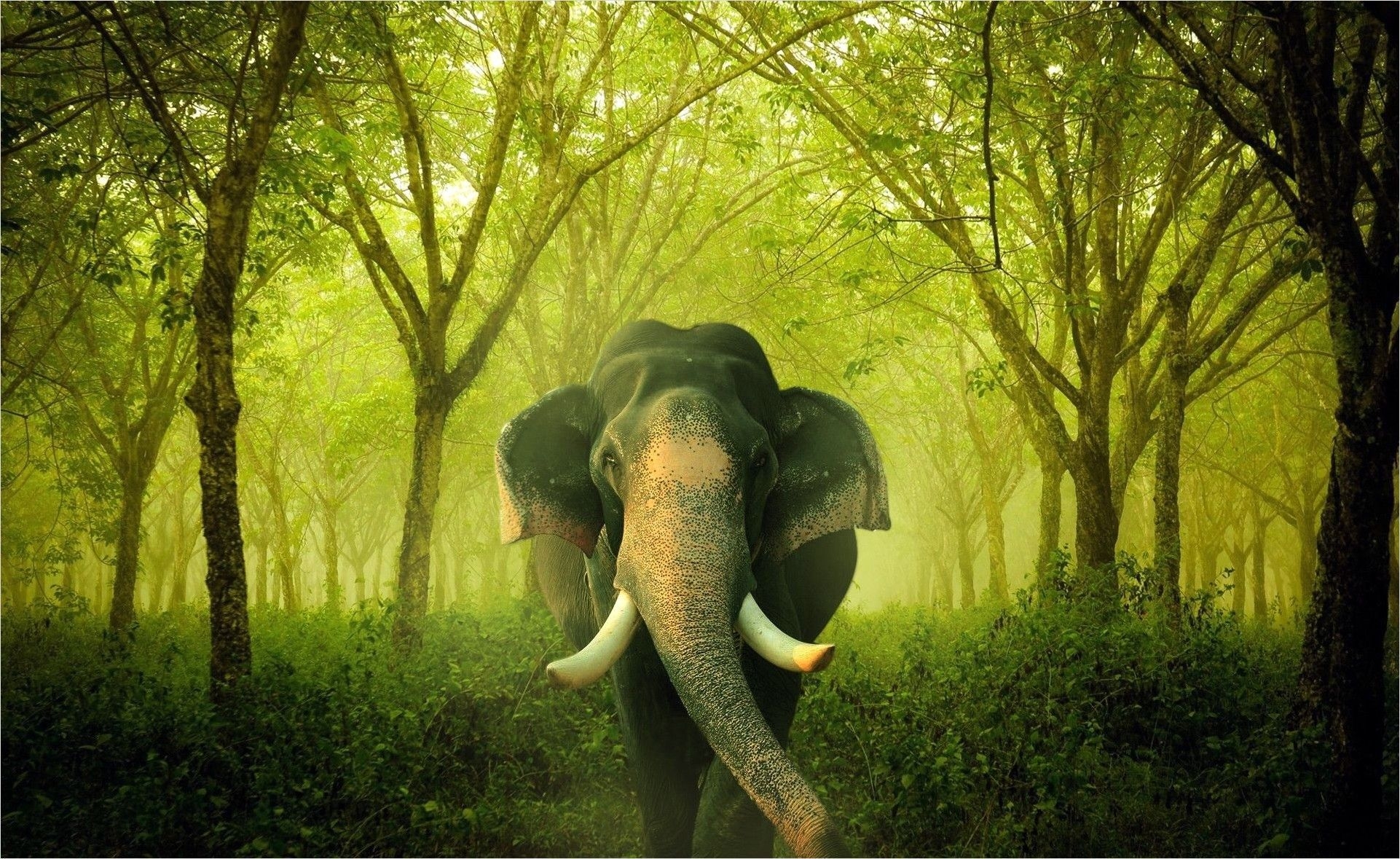 1930x1180 Kerala Elephant 4k Wallpaper. Learn hindi, Udemy, Elephant, Desktop