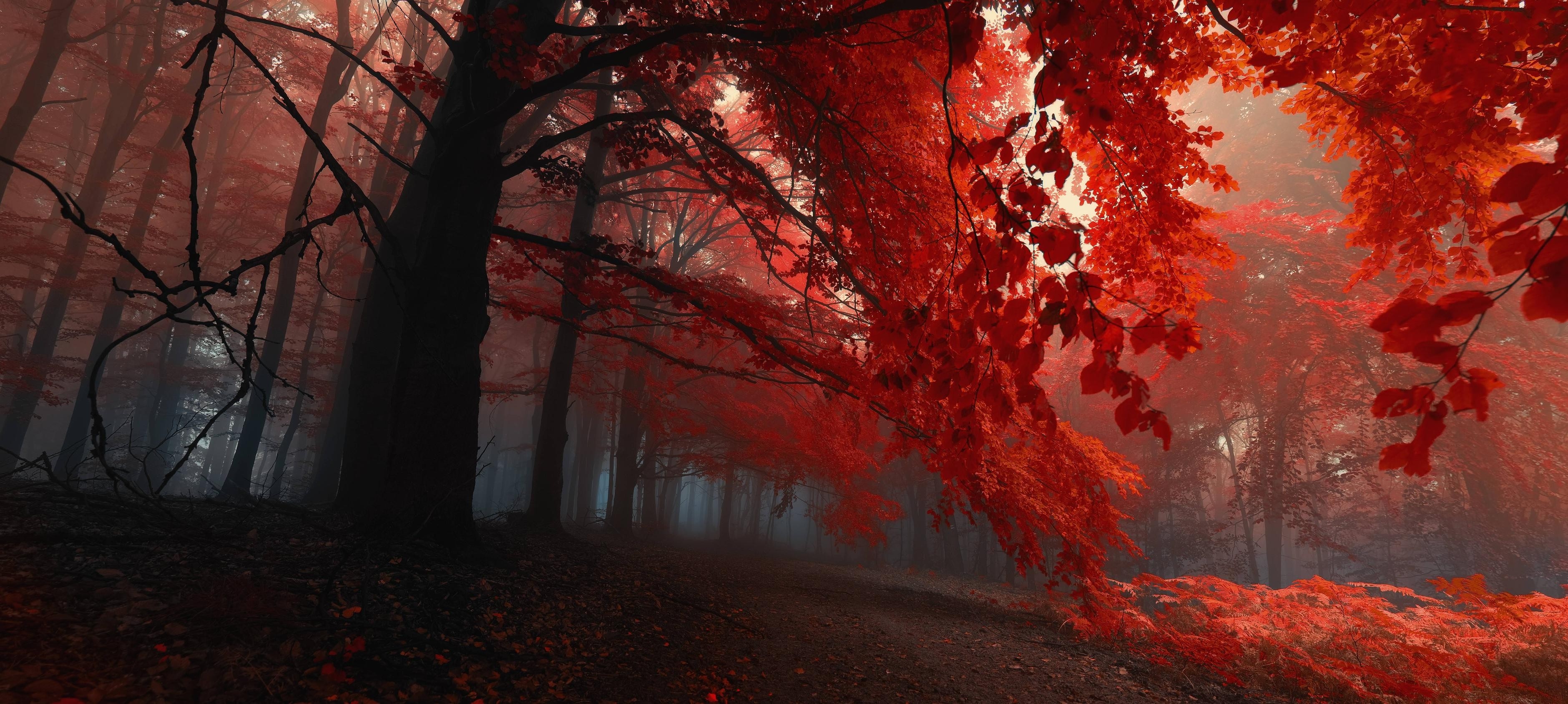 3760x1690 fall, Trees, Nature, Forest, Red Wallpaper HD / Desktop, Dual Screen