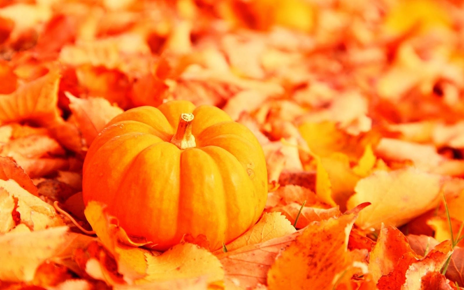 1600x1000 Cute Baby HD Wallpaper: Pumpkin Wallpaper, Desktop