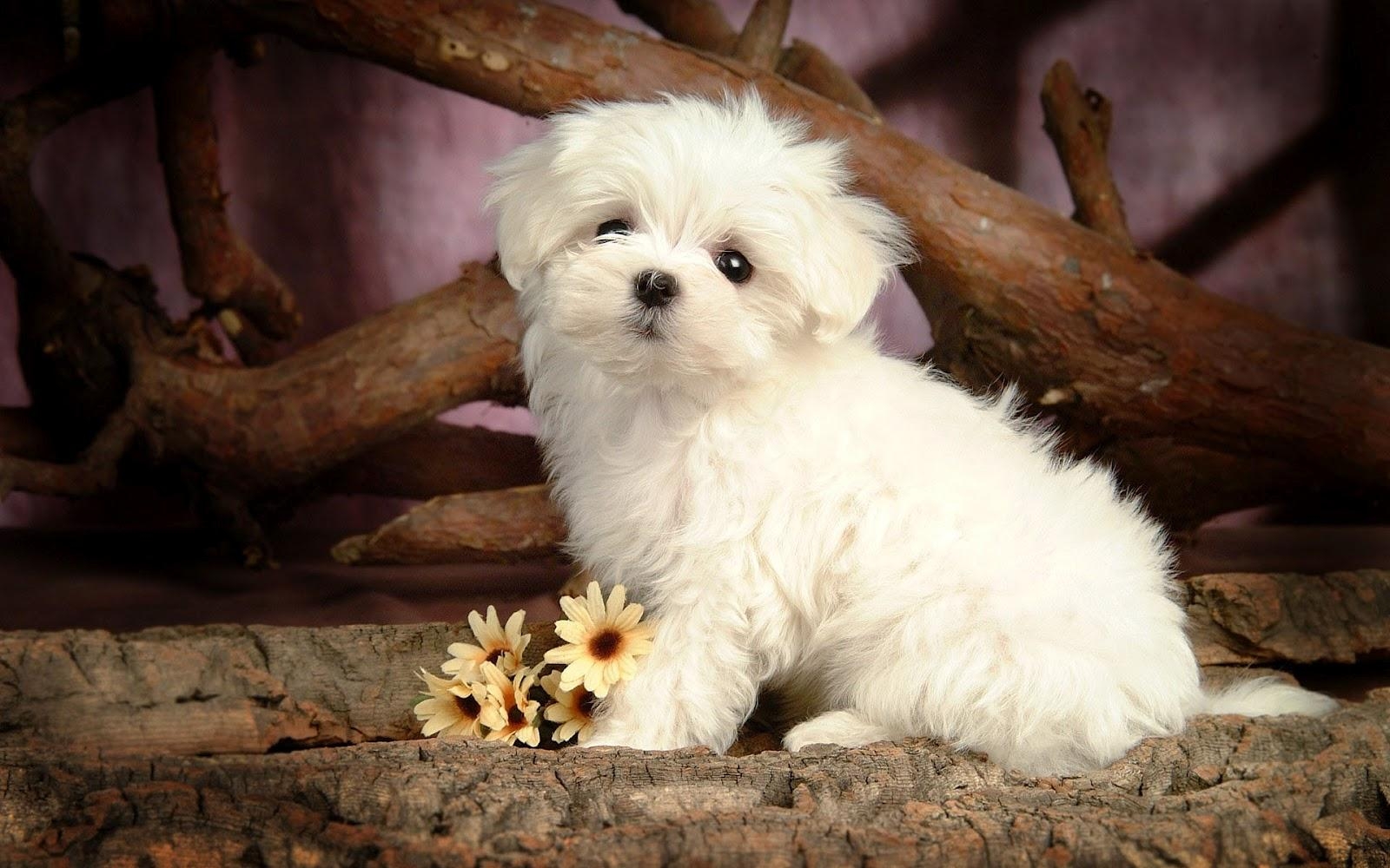 1600x1000 Cute Little Baby Puppy Dogs Wallpaper, Desktop