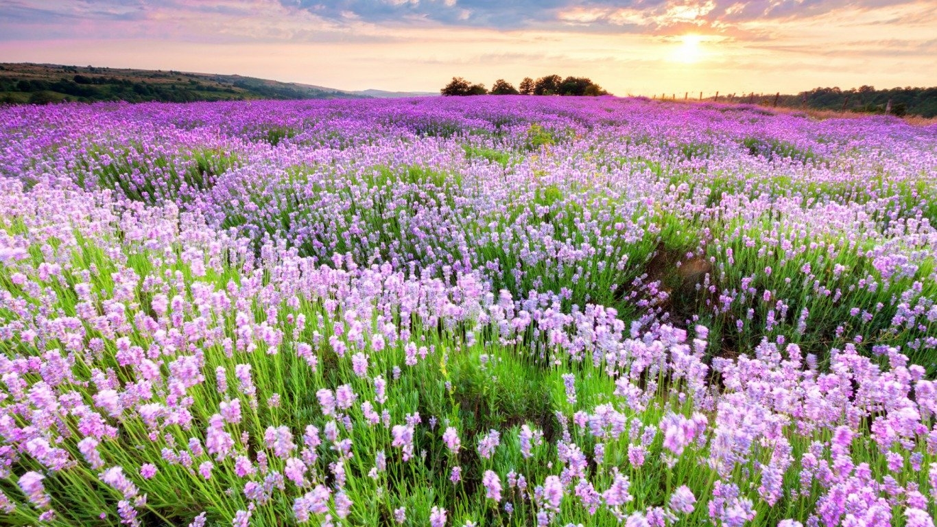 1370x770 Lavender wallpaper  (laptop) desktop background, Desktop