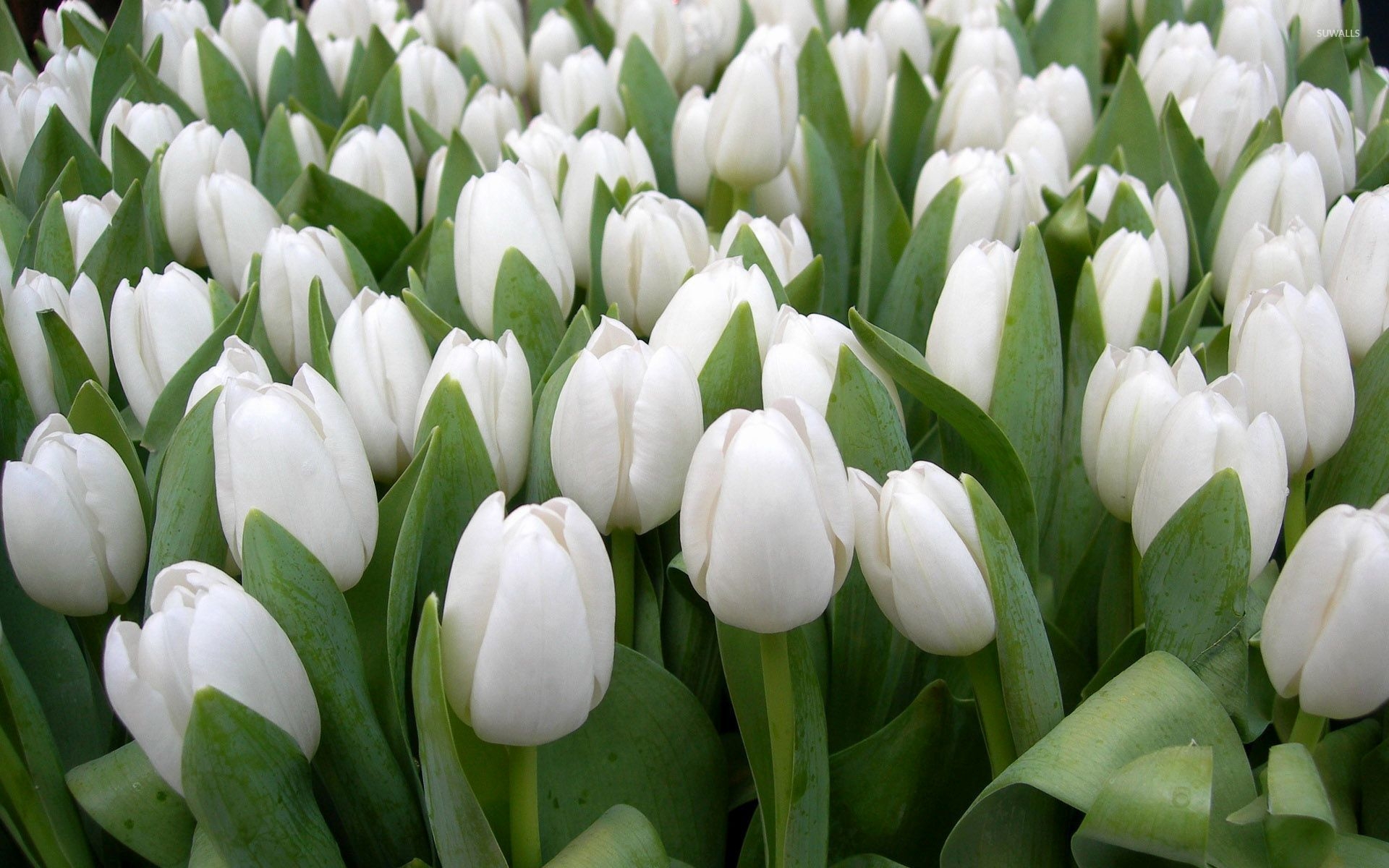 1920x1200 Beautiful white tulips wallpaper wallpaper, Desktop