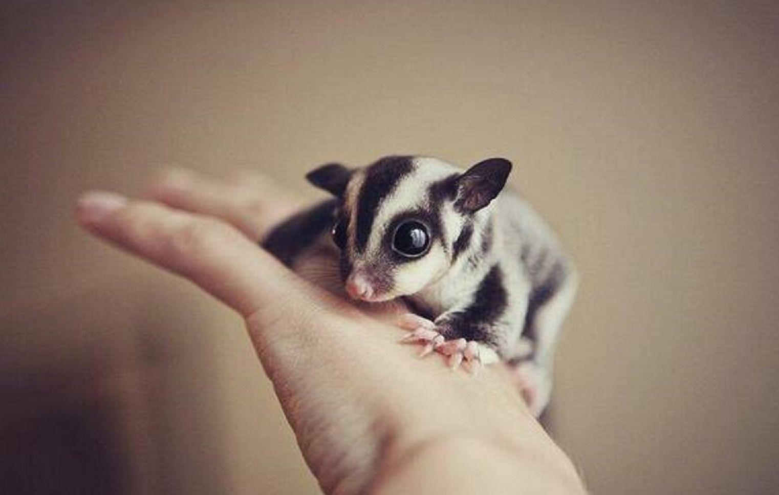 1530x970 Sugar Glider Wallpaper. Glider Wallpaper, Desktop