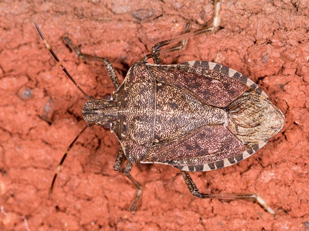 1030x770 Maryland Biodiversity Project Marmorated Stink Bug, Desktop