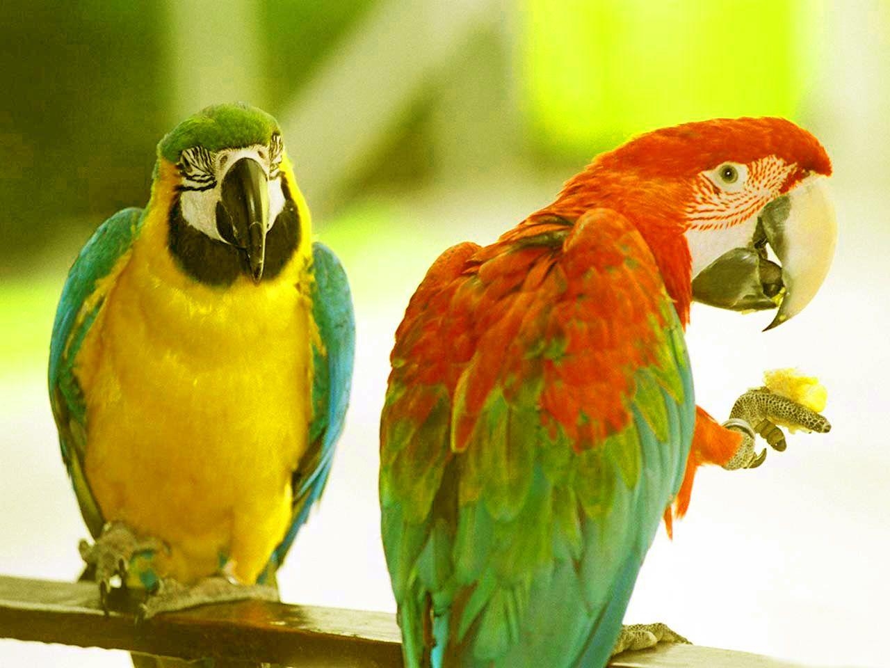 1280x960 Most Dashing And Beautiful Parrot Wallpaper In HD, Desktop