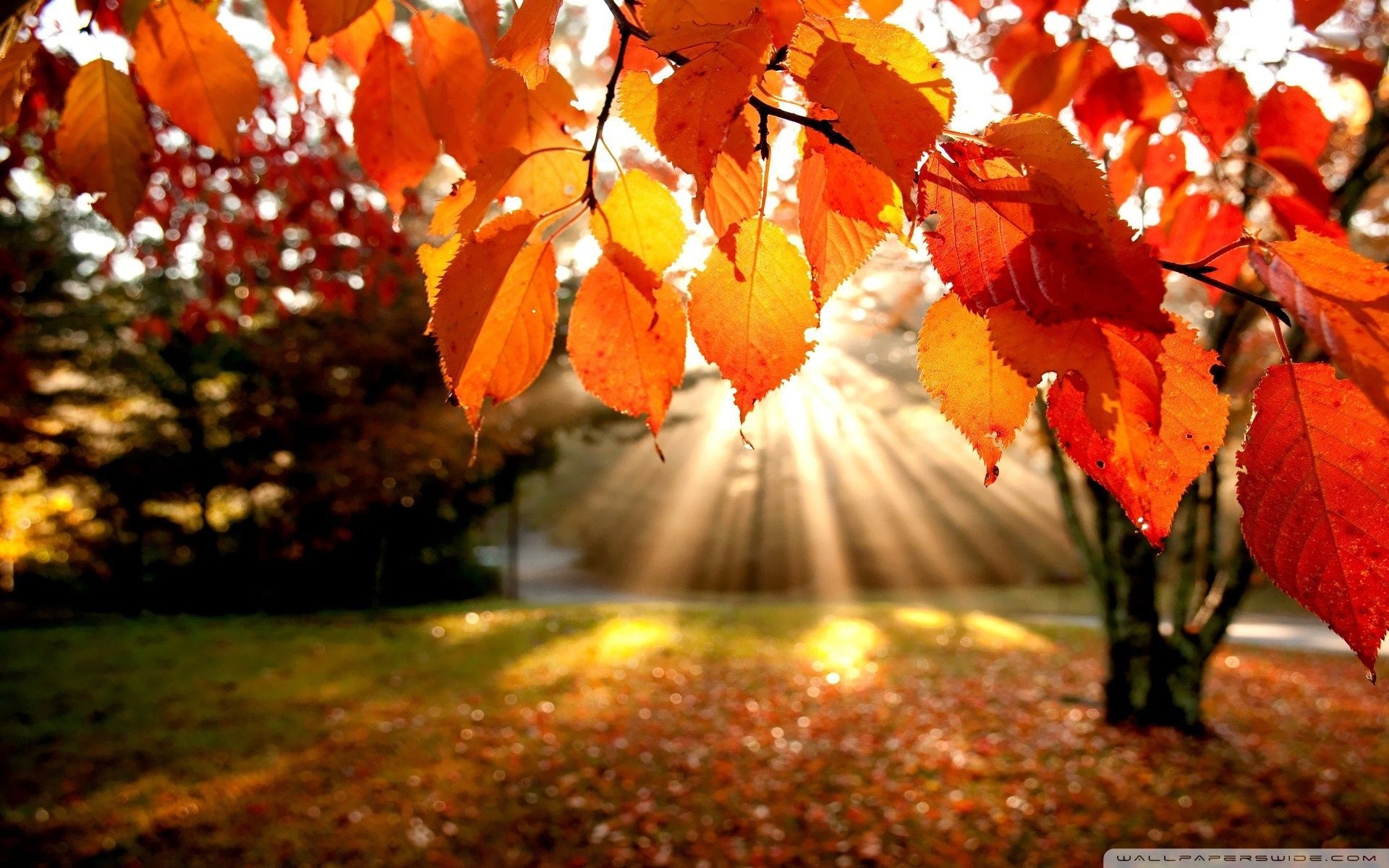 1920x1200 Autumn Landscape Wallpaper Free Autumn Landscape Background, Desktop