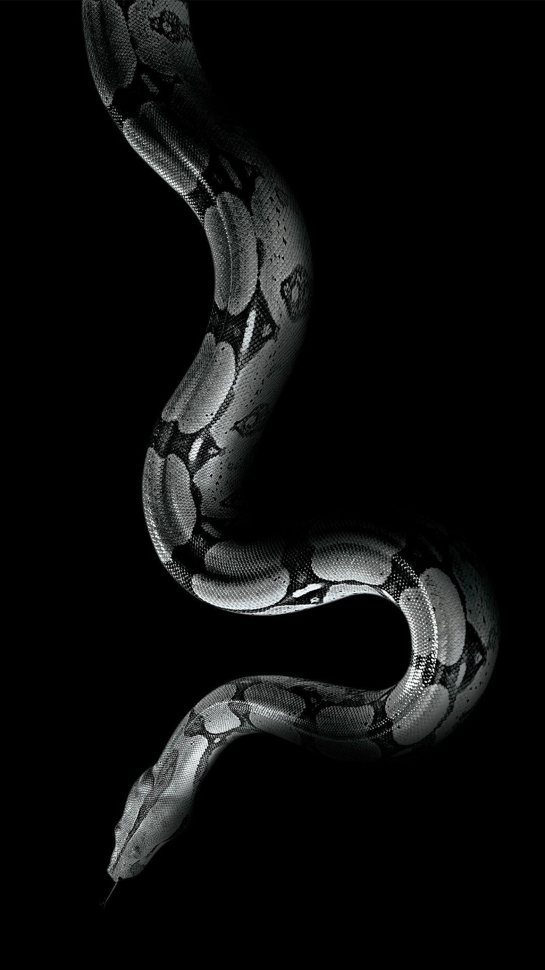 1080x1920 Snake iPhone Wallpaper Free Snake iPhone Background, Phone