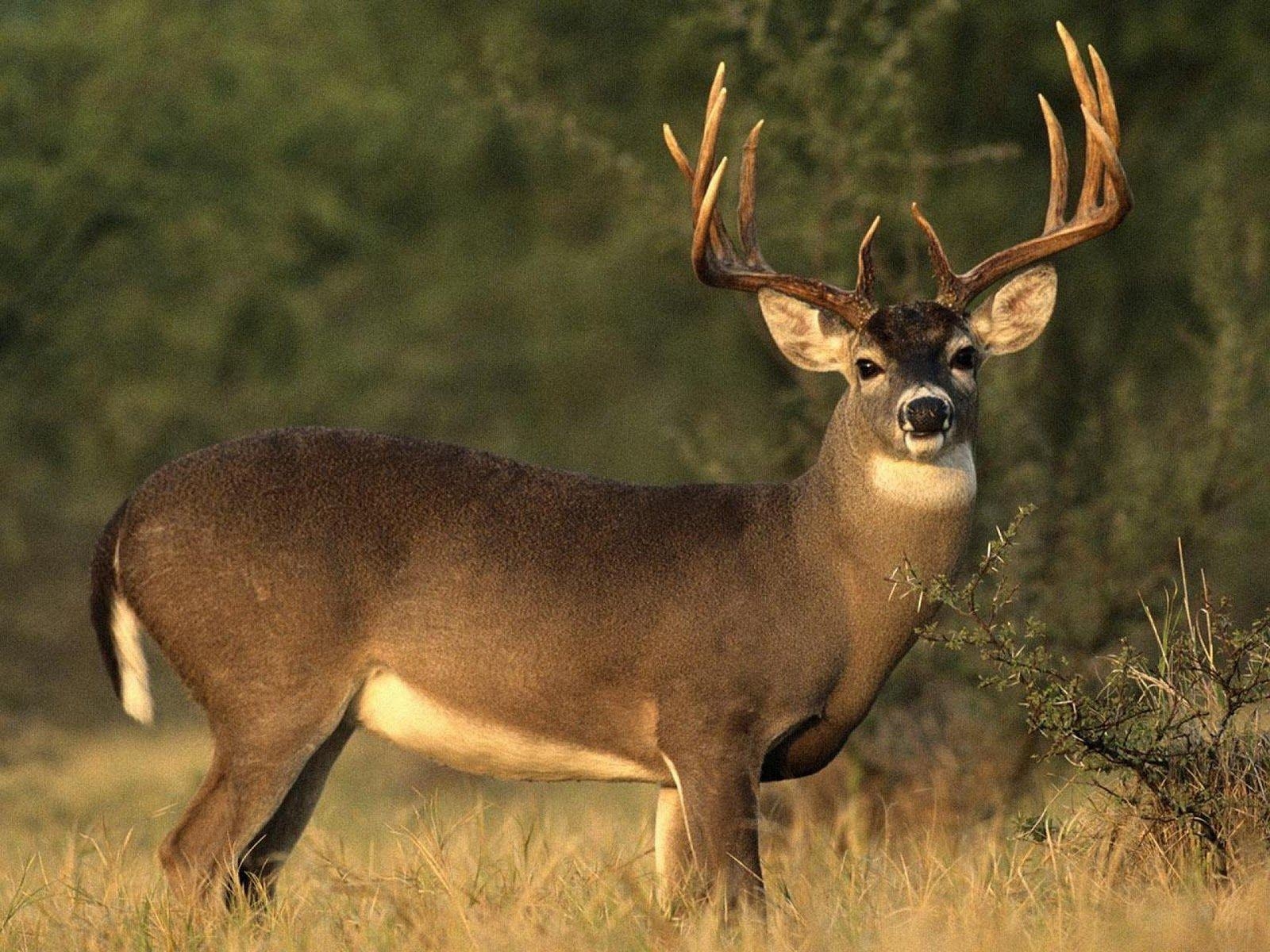 1600x1200 Whitetail Buck Wallpaper, Desktop