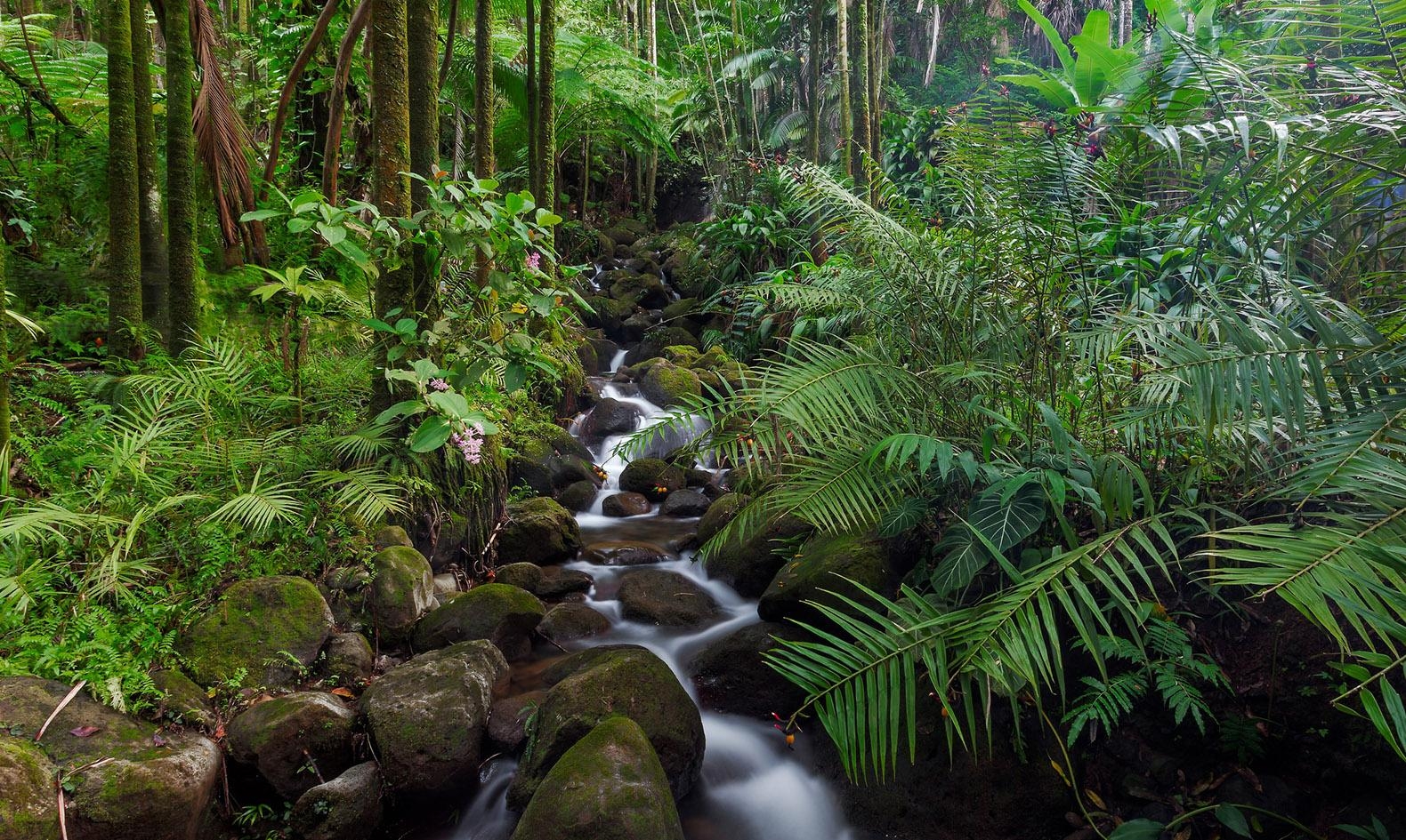 1580x950 Scientists Discover 308 Million Year Old Tropical Forest In The Arctic, Desktop