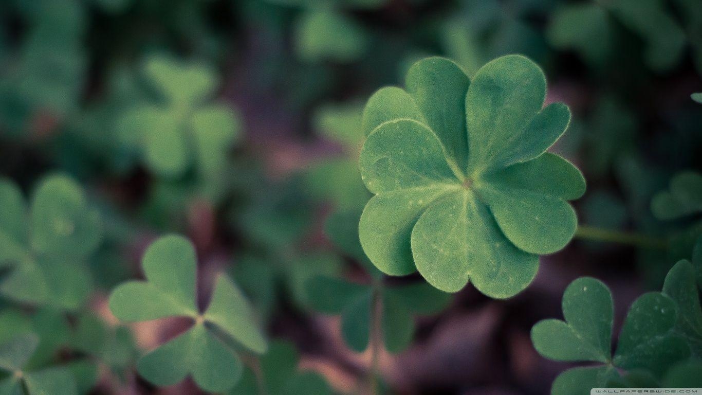 1370x770 Lucky Clover ❤ 4K HD Desktop Wallpaper for 4K Ultra HD TV • Wide, Desktop