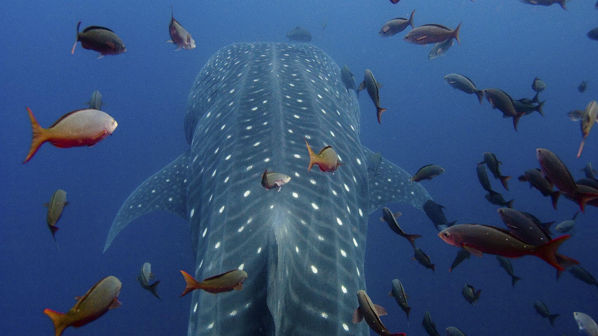 1920x1080 Whale Shark Full HD Wallpaper and Backgroundx1080, Desktop