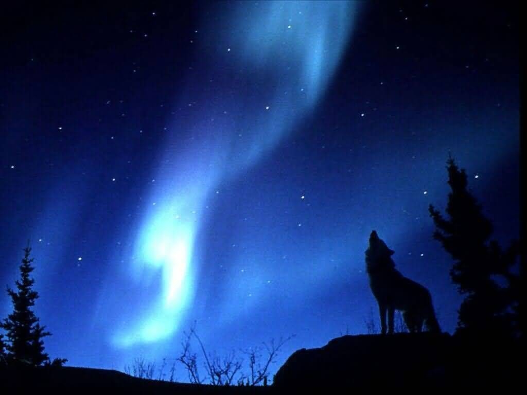 1030x770 Evening Howl, Desktop