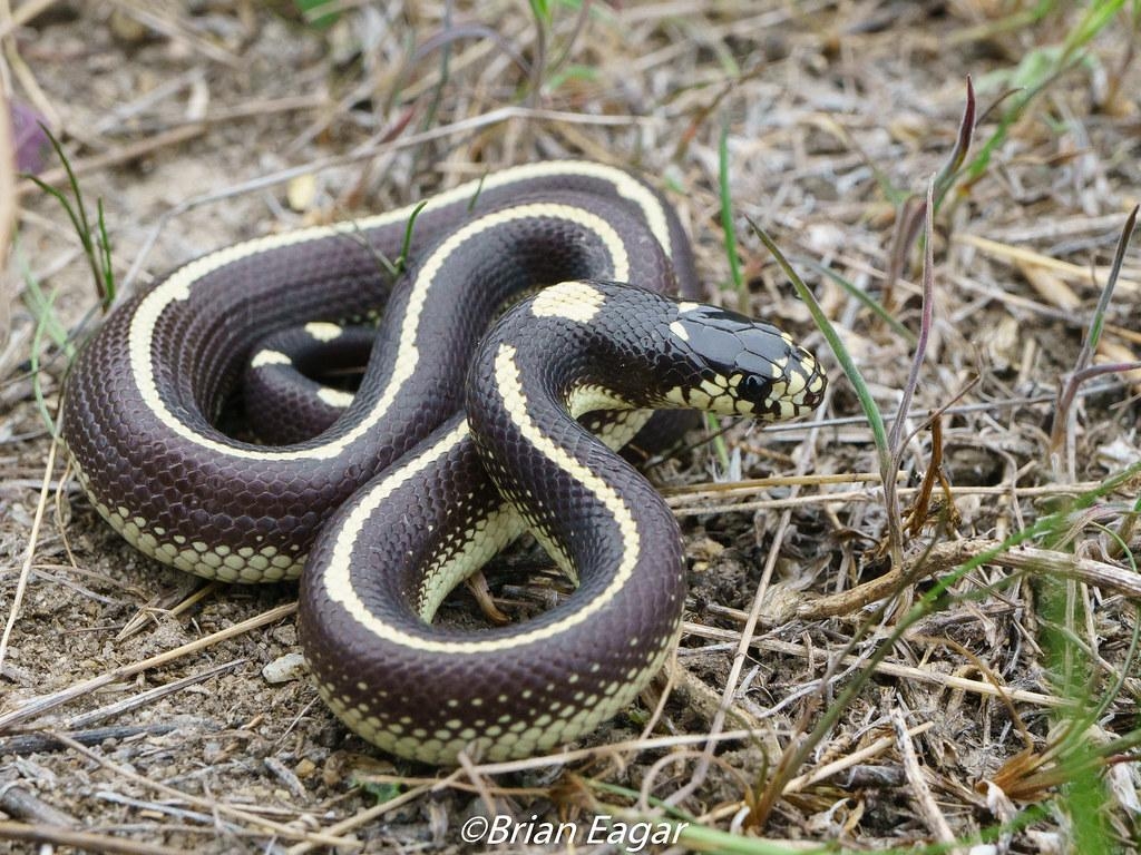 1030x770 California Kingsnake 1. The 1st of 8 California Kingsnakes, Desktop