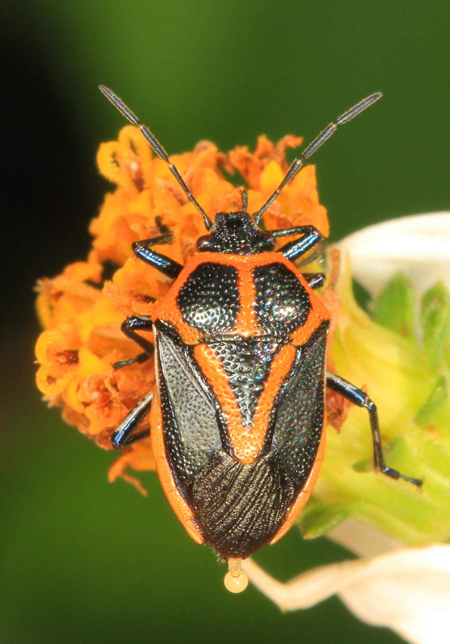 1440x2070 Orange and black insect, stink bug, slough, florida HD, Phone