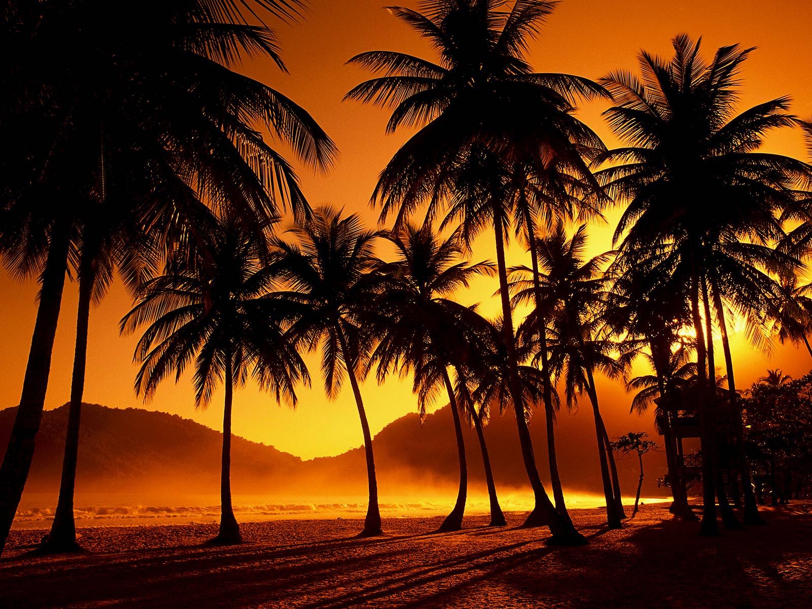 1600x1200 Palm Tree Sunset Wallpaperwallpaper.dog, Desktop